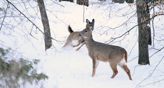 All this snow is bad news for young deer - Vimarsana News