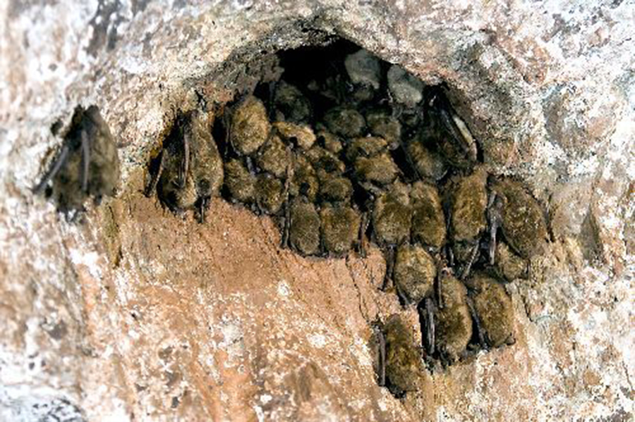 Soudan Mine goes to bat for its bats - Vimarsana News