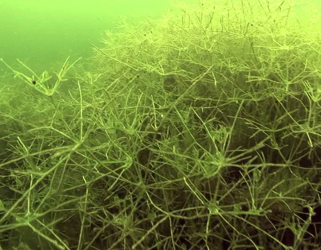 Best way to attack starry stonewort is to hunt it down and catch it early - Vimarsana News