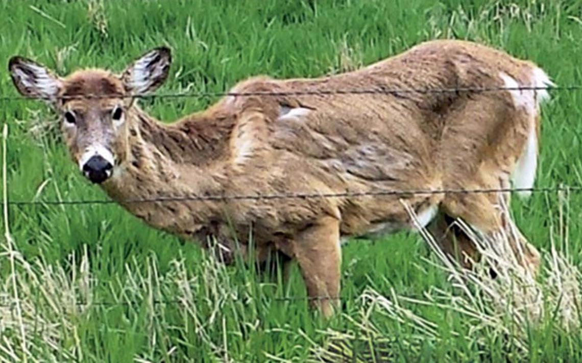 St. Louis County poised to ban new deer, elk farms - Vimarsana News