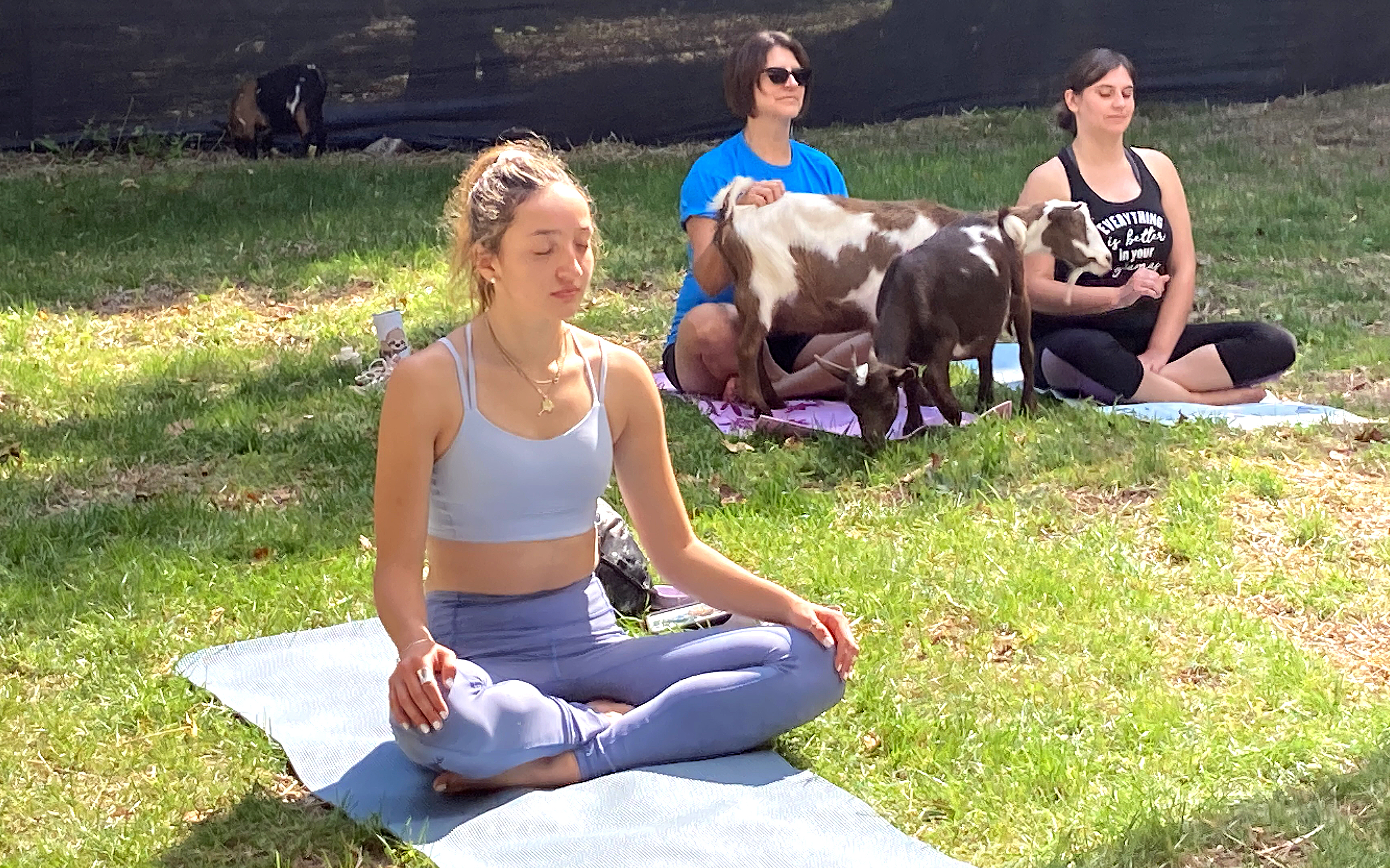 Best Bets: Goat yoga, Finnish music, and more Northland delights - Vimarsana News