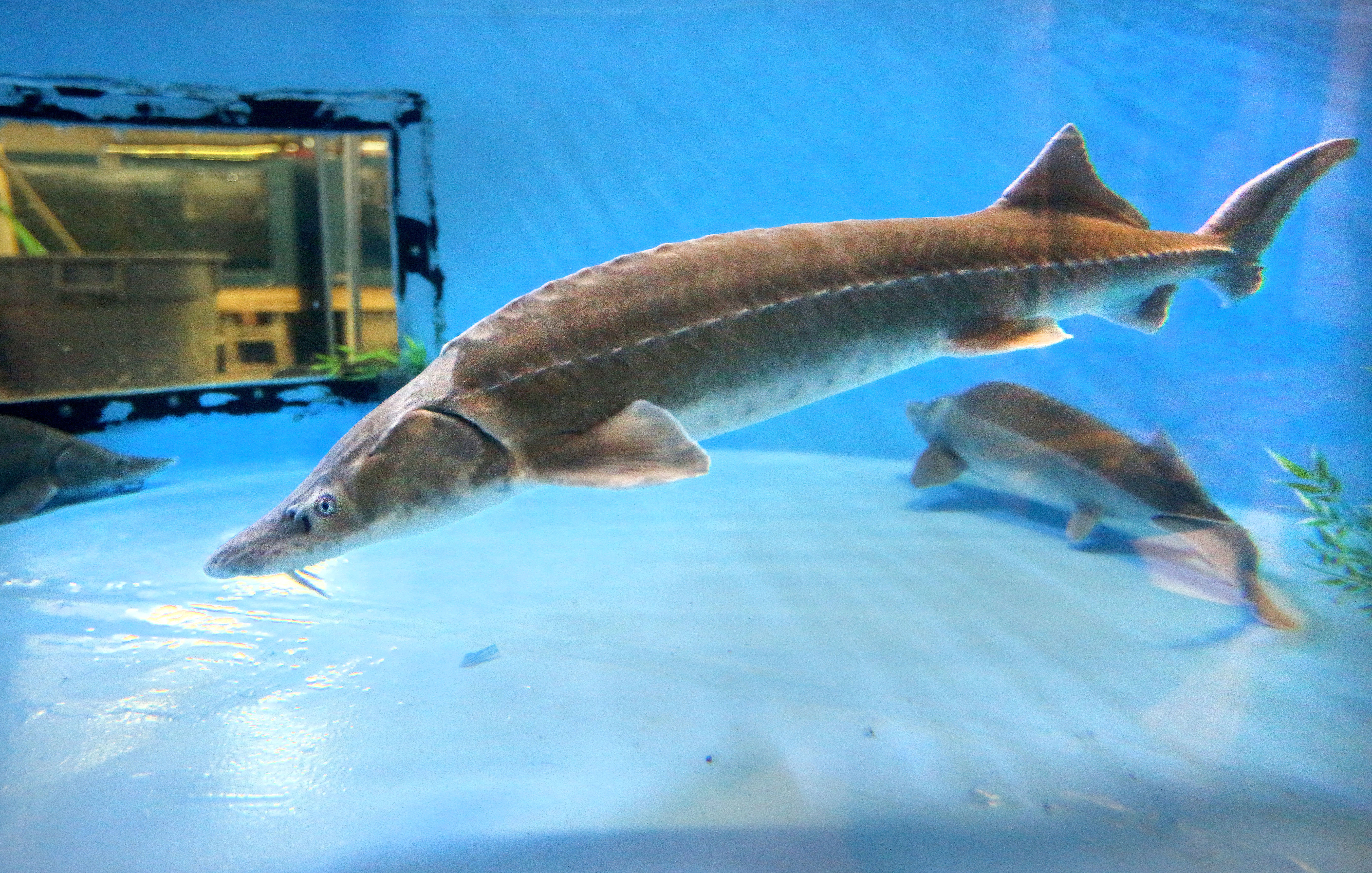 Duluth aquarium attendance reaches 20-year high - Vimarsana News