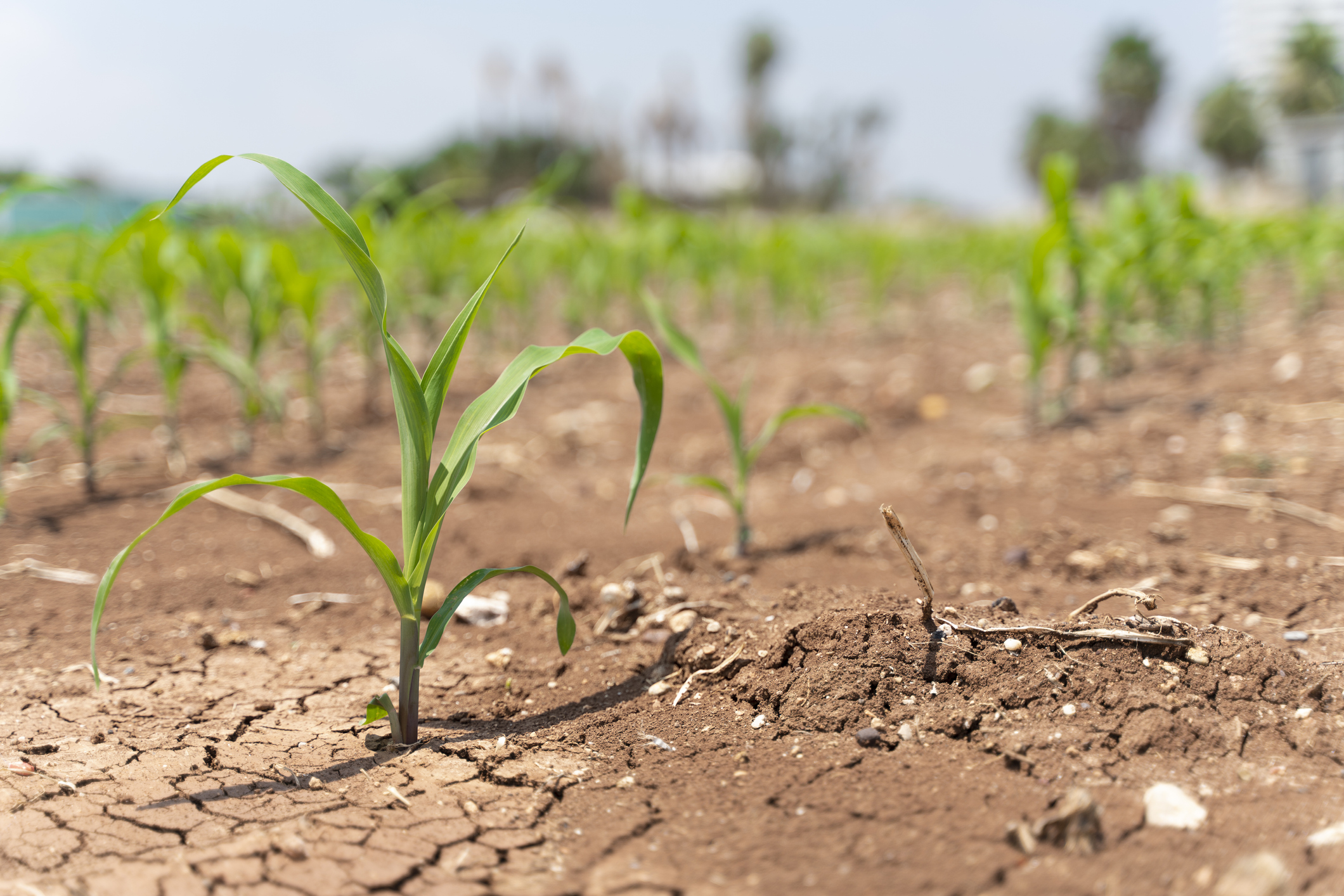 Minnesota lawmakers reach $18.4 million deal for drought relief, months after historically dry summer - Vimarsana News