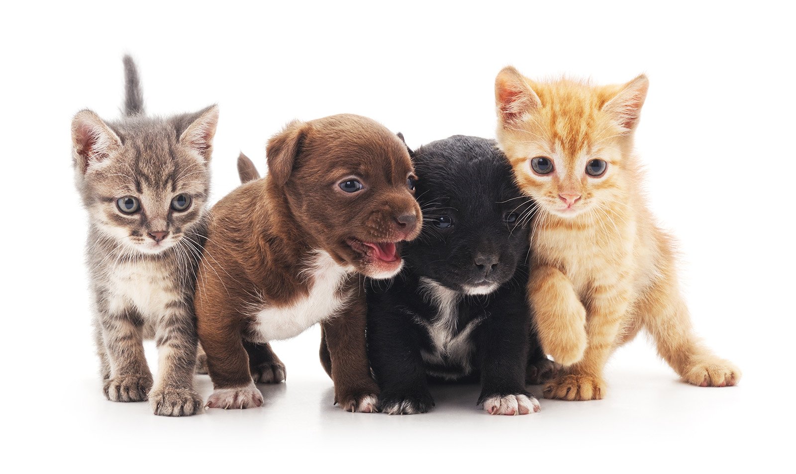 What's your preference, animals or people? - Vimarsana News