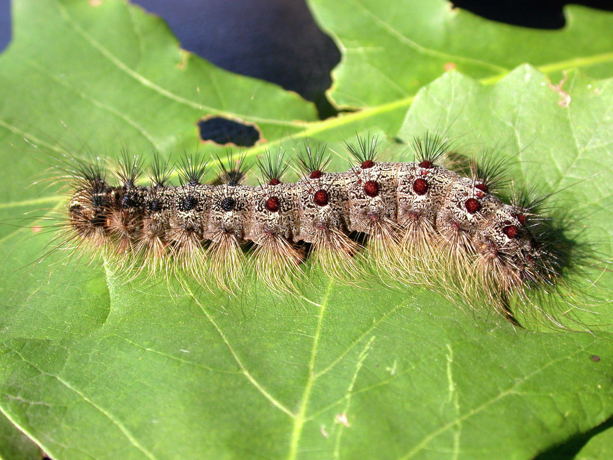 Minnesota sees record spongy moth infestation - Vimarsana News