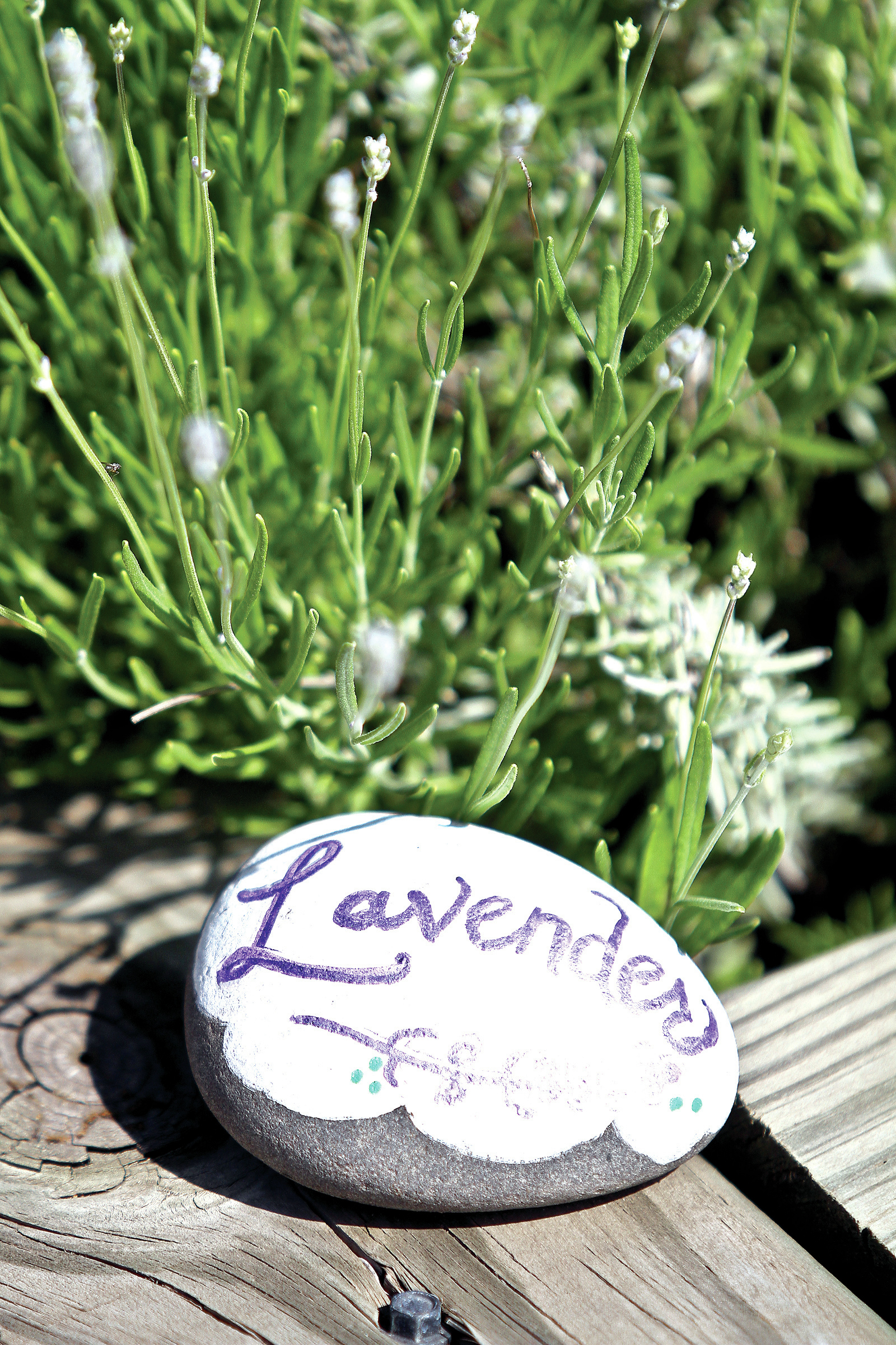 Ask a Master Gardener: How to refresh perennial herb beds - Vimarsana News