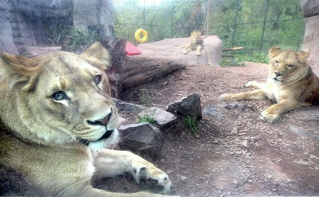 Lake Superior Zoo loses another lion sibling - Vimarsana News