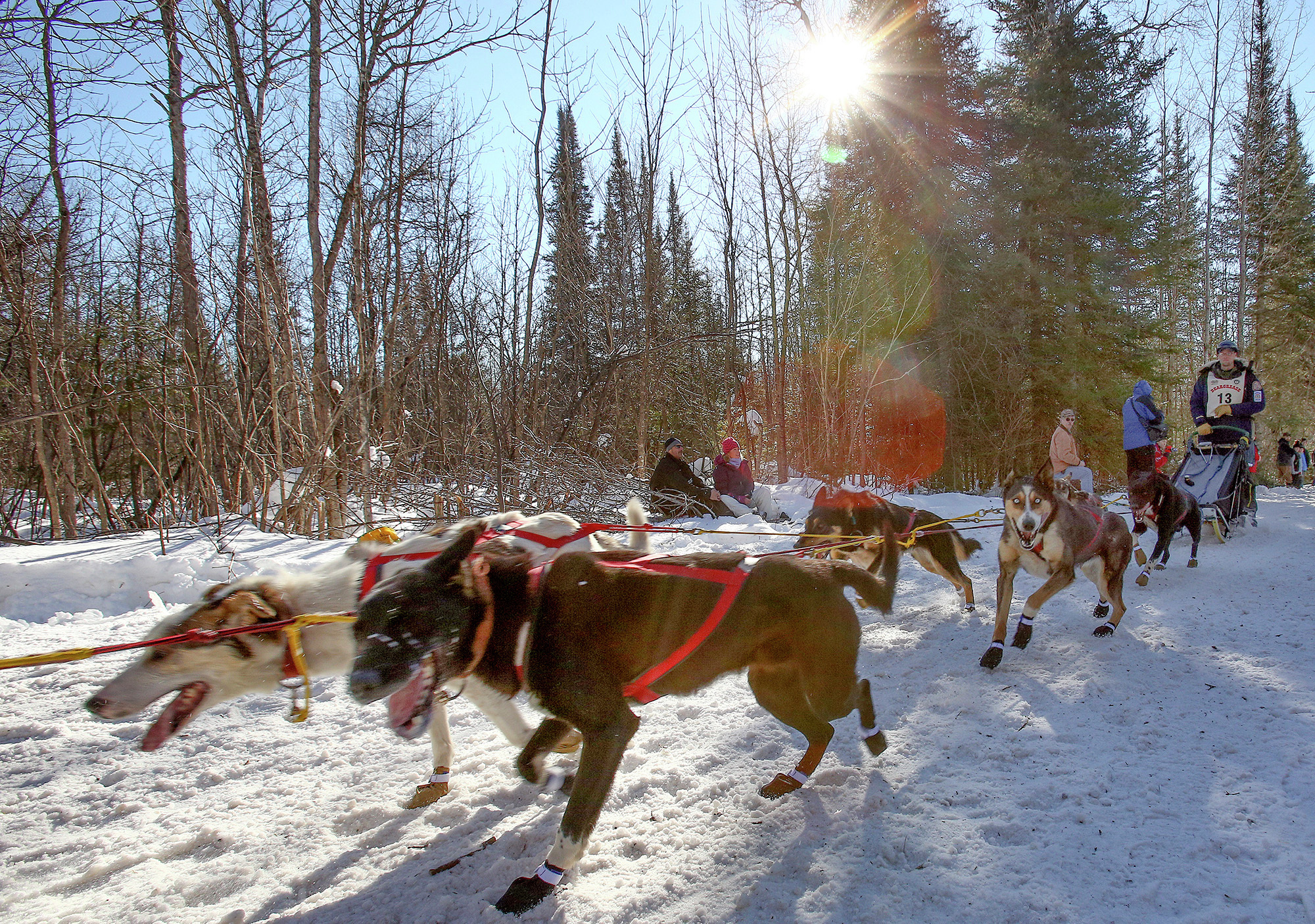 What's good Beargrease strategy? - Duluth News Tribune | News, weather, and sports from Duluth, Minnesota - Vimarsana News