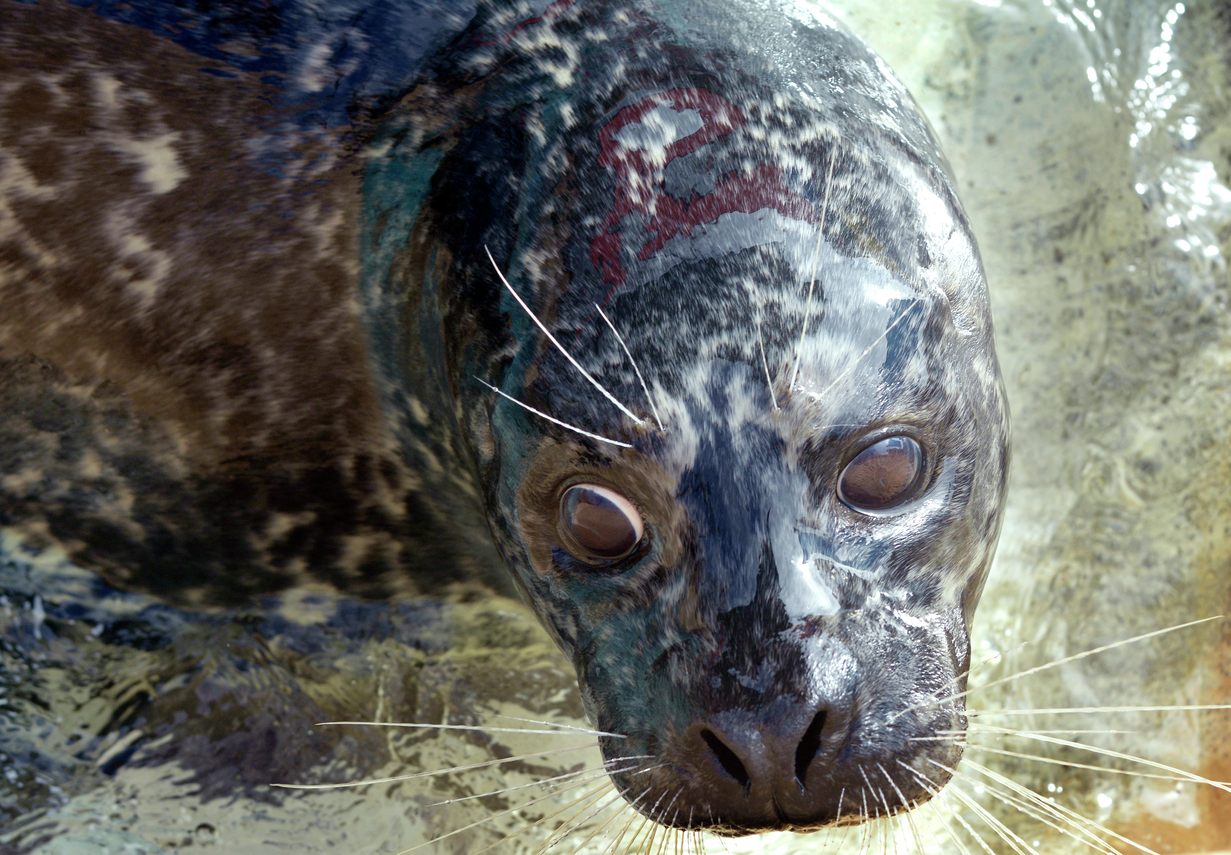 Famous seal Feisty at new home in New Mexico - Vimarsana News