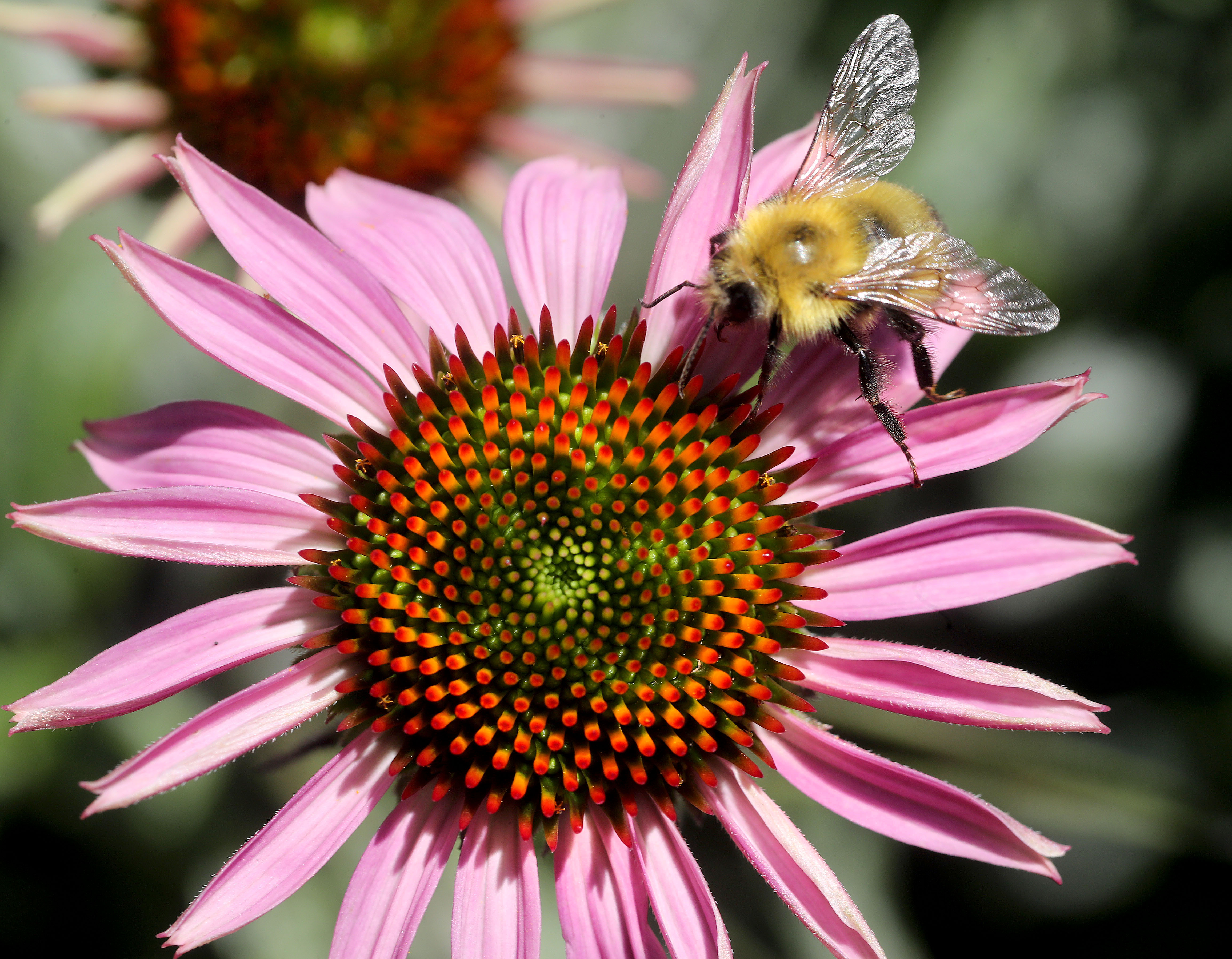 Local View: Minnesota making progress in protecting pollinators - Vimarsana News