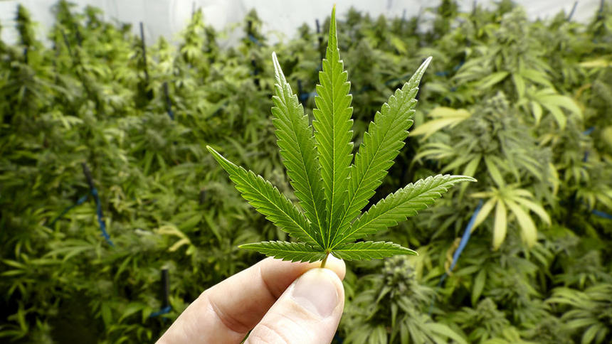 Only 3 Minnesotans eligible for Biden marijuana pardon since 1992, data show - Vimarsana News