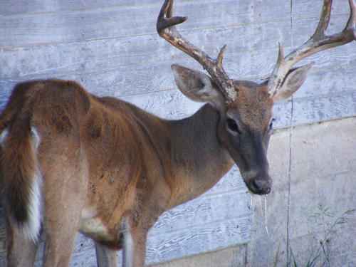 Wisconsin DNR urges hunters to have deer tested for chronic wasting disease - Vimarsana News