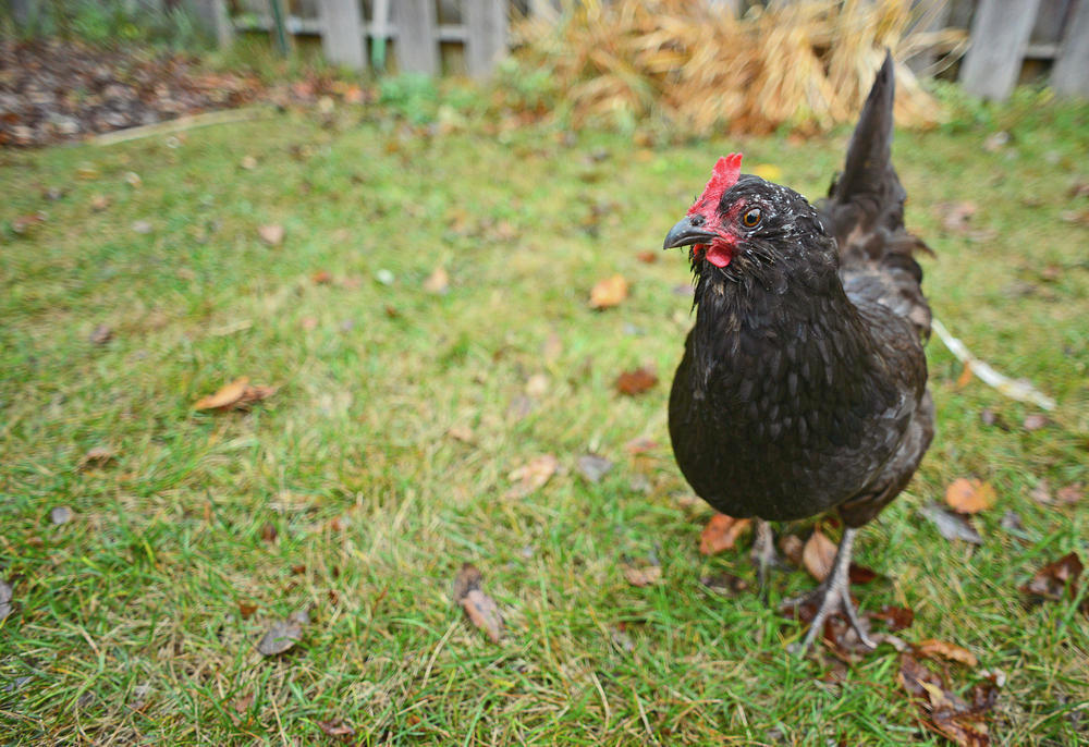 Chicken proposal in Alexandria still up in the air - Vimarsana News