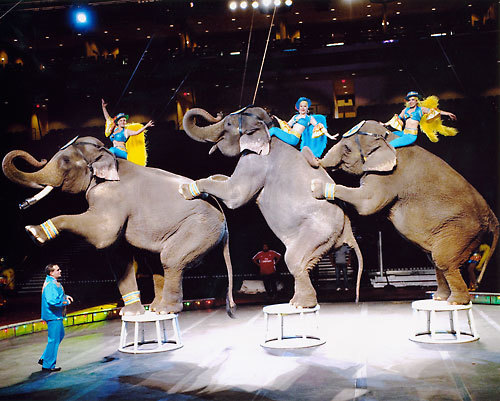 Shrine Circus is coming to Alexandria June 17 - Vimarsana News