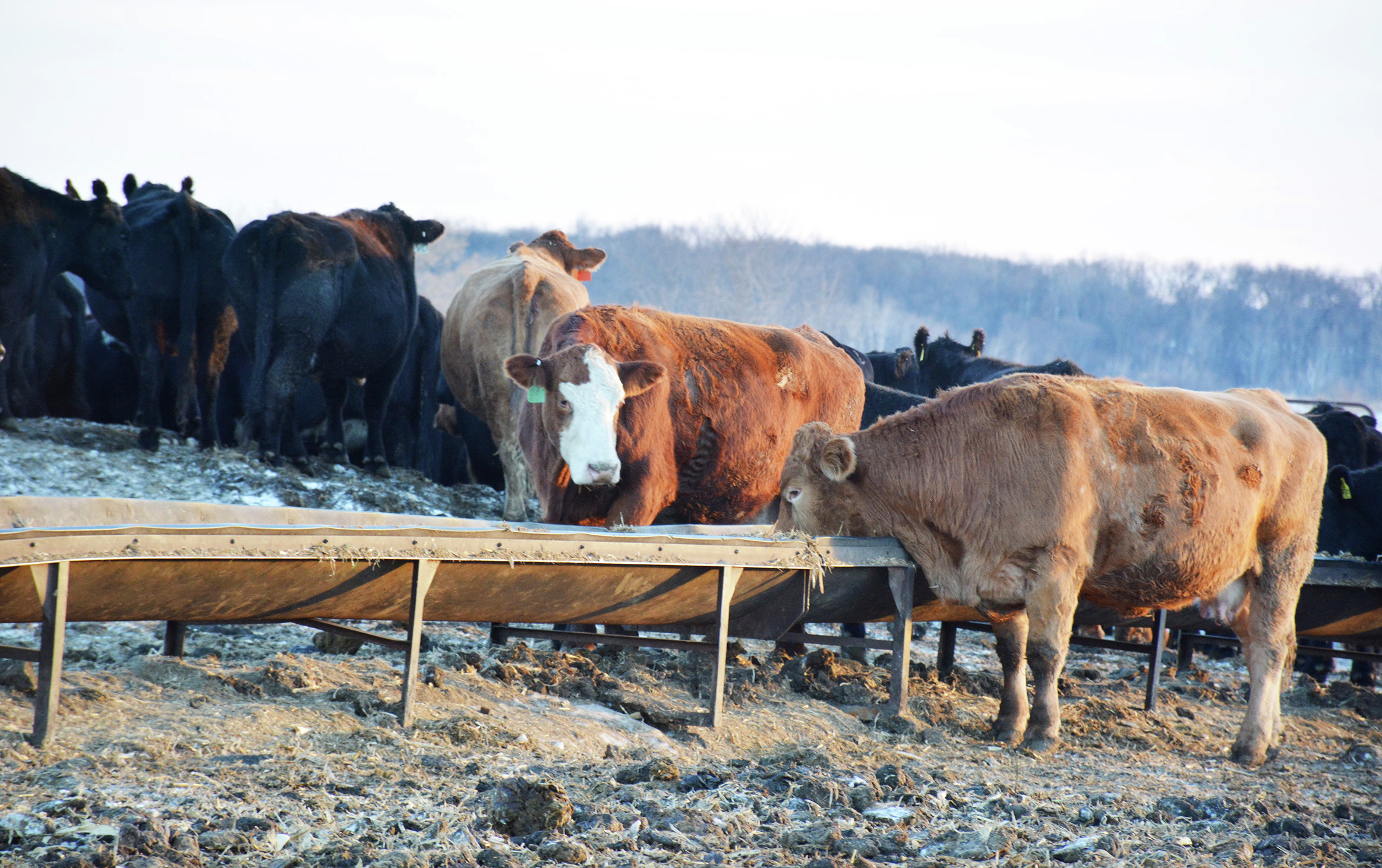University of Minnesota Extension offers free beef breeding webinar series - Vimarsana News