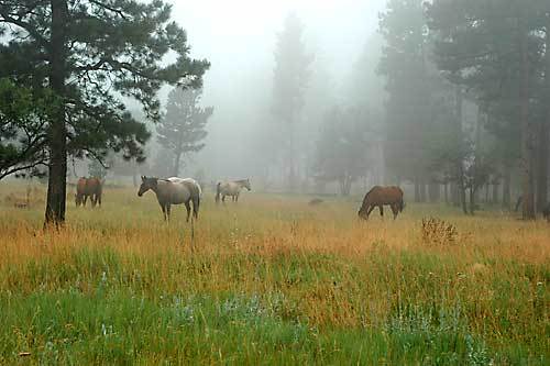 Horse in Kandiyohi County dies of West Nile virus -- MN owners encouraged to vaccinate their animals - Vimarsana News