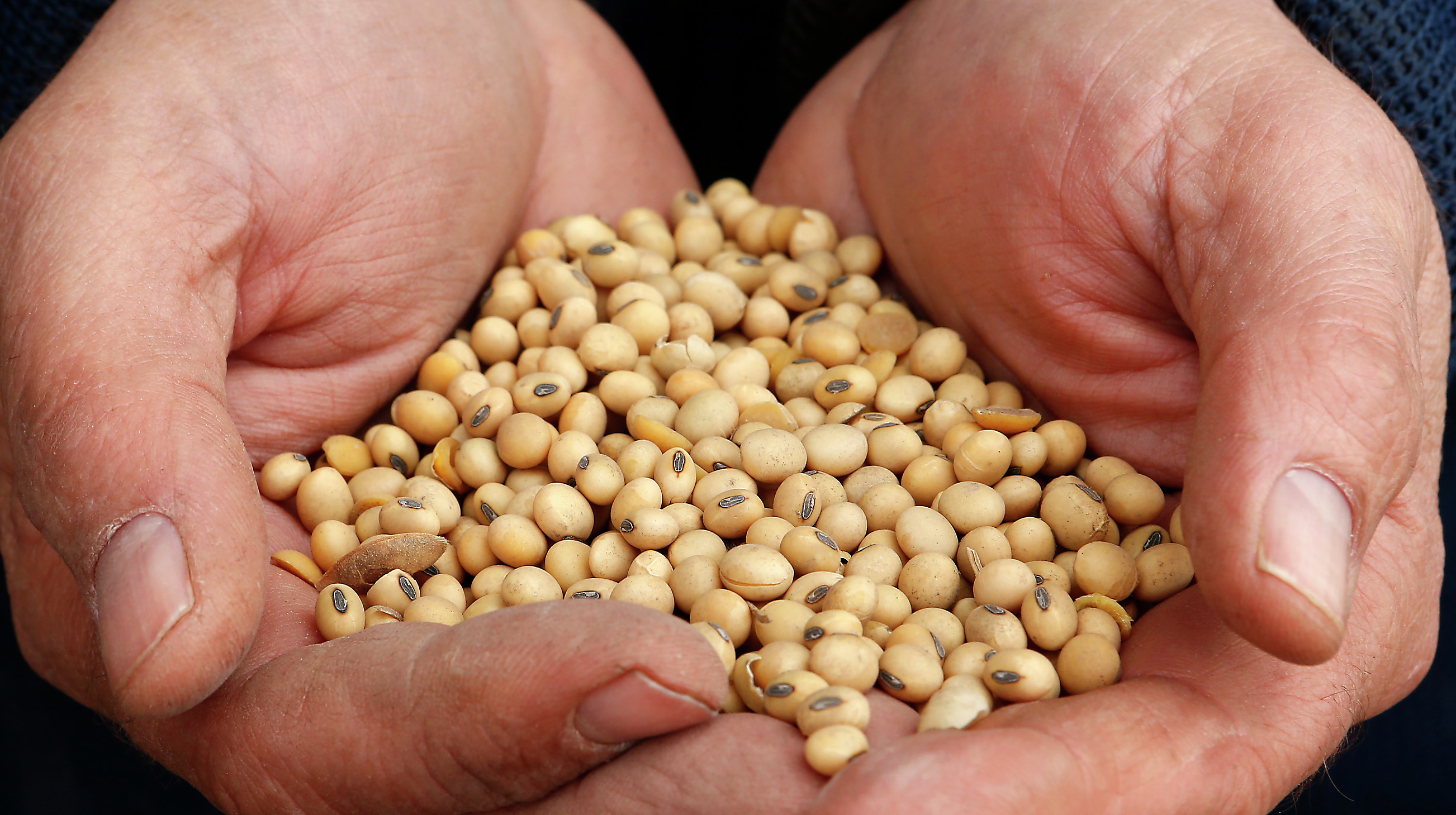 US soybean farmers urge policymakers to keep food out of trade war - Vimarsana News