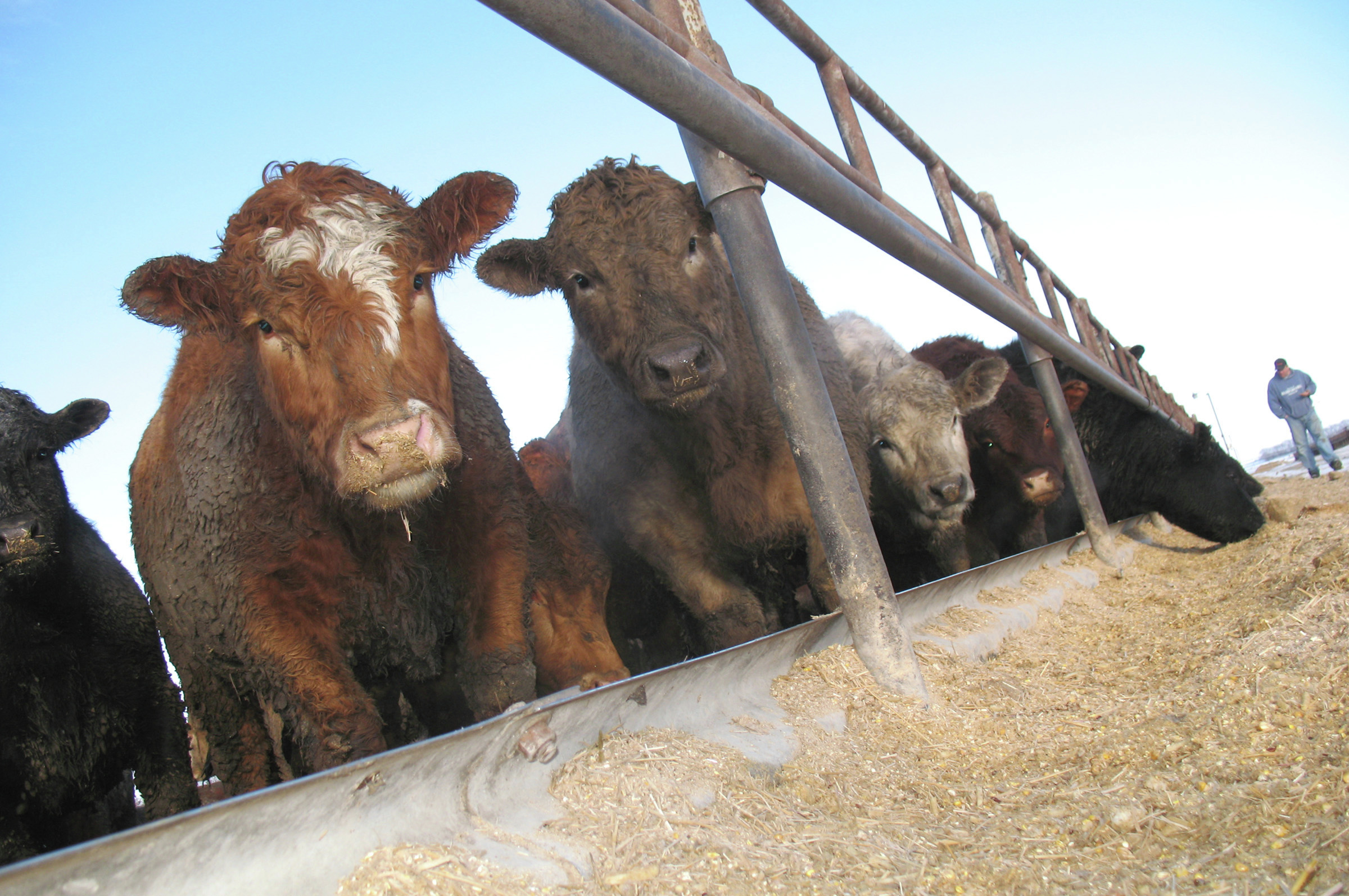 Clay County working to fix feedlot inspection deficiencies, restore full state funding for program - Vimarsana News