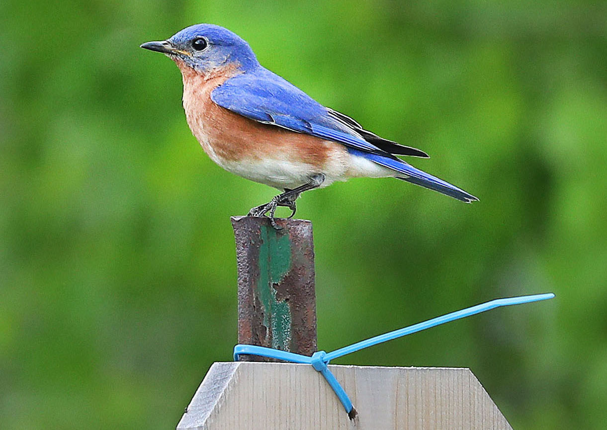 Annual Bluebird Expo coming in April to Little Falls - Vimarsana News