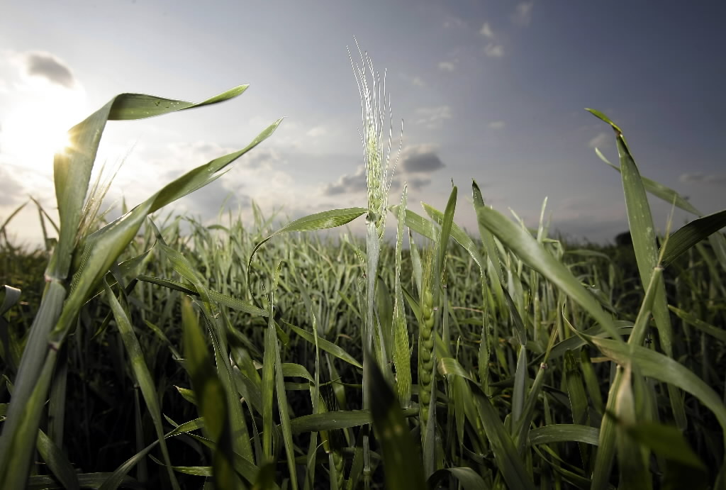 USDA offers disaster assistance to S.D. farmers impacted by the recent severe storms - Vimarsana News