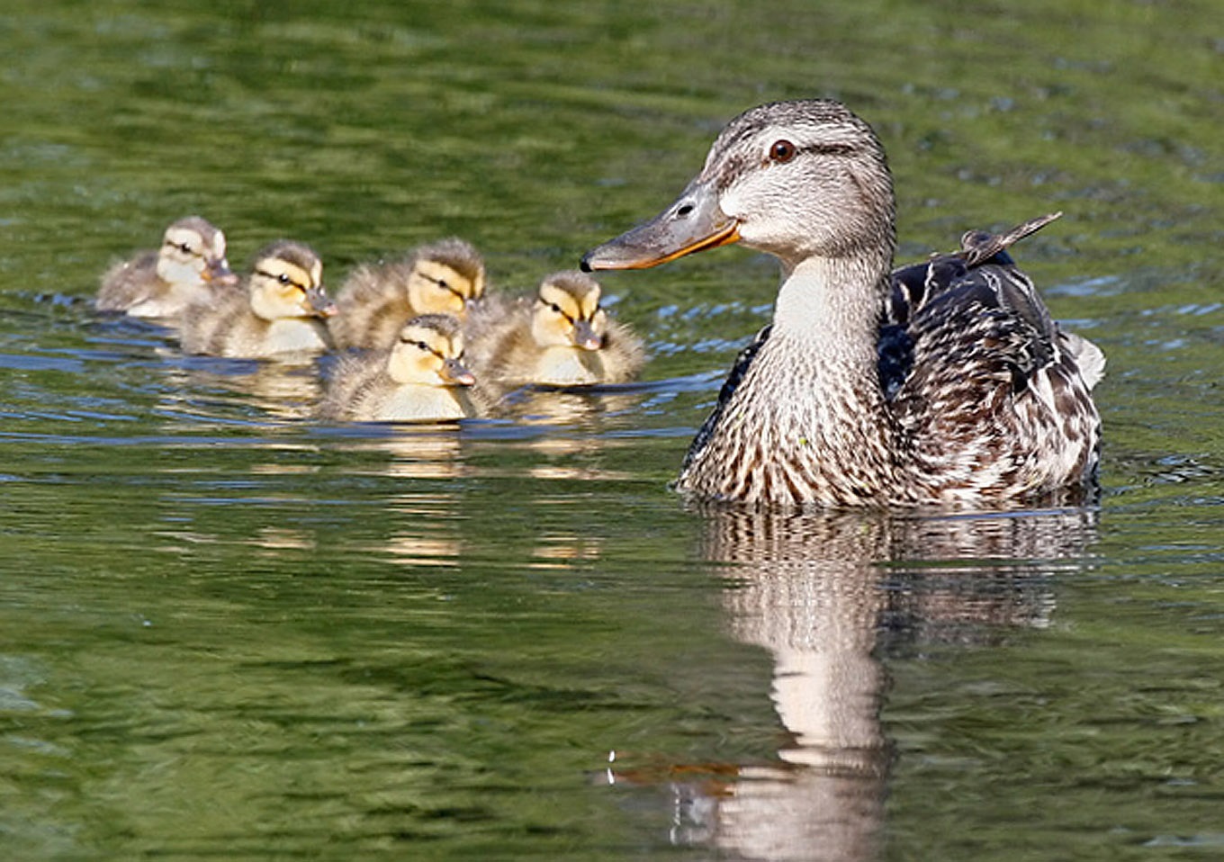Bird flu hits Texas dairy cows, hens, human as ducks migrate - Vimarsana News