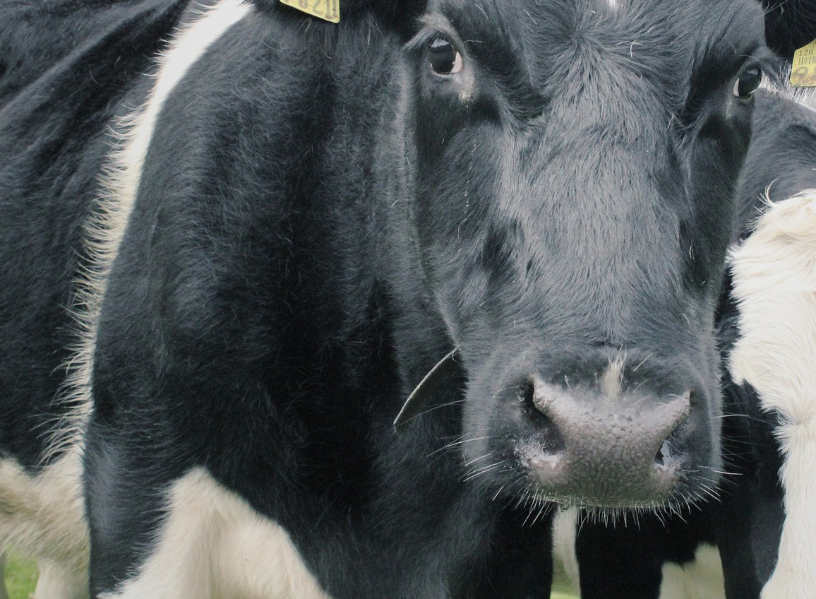Grazing Workshop set for Feb. 15 at Guthrie Community Center - Vimarsana News