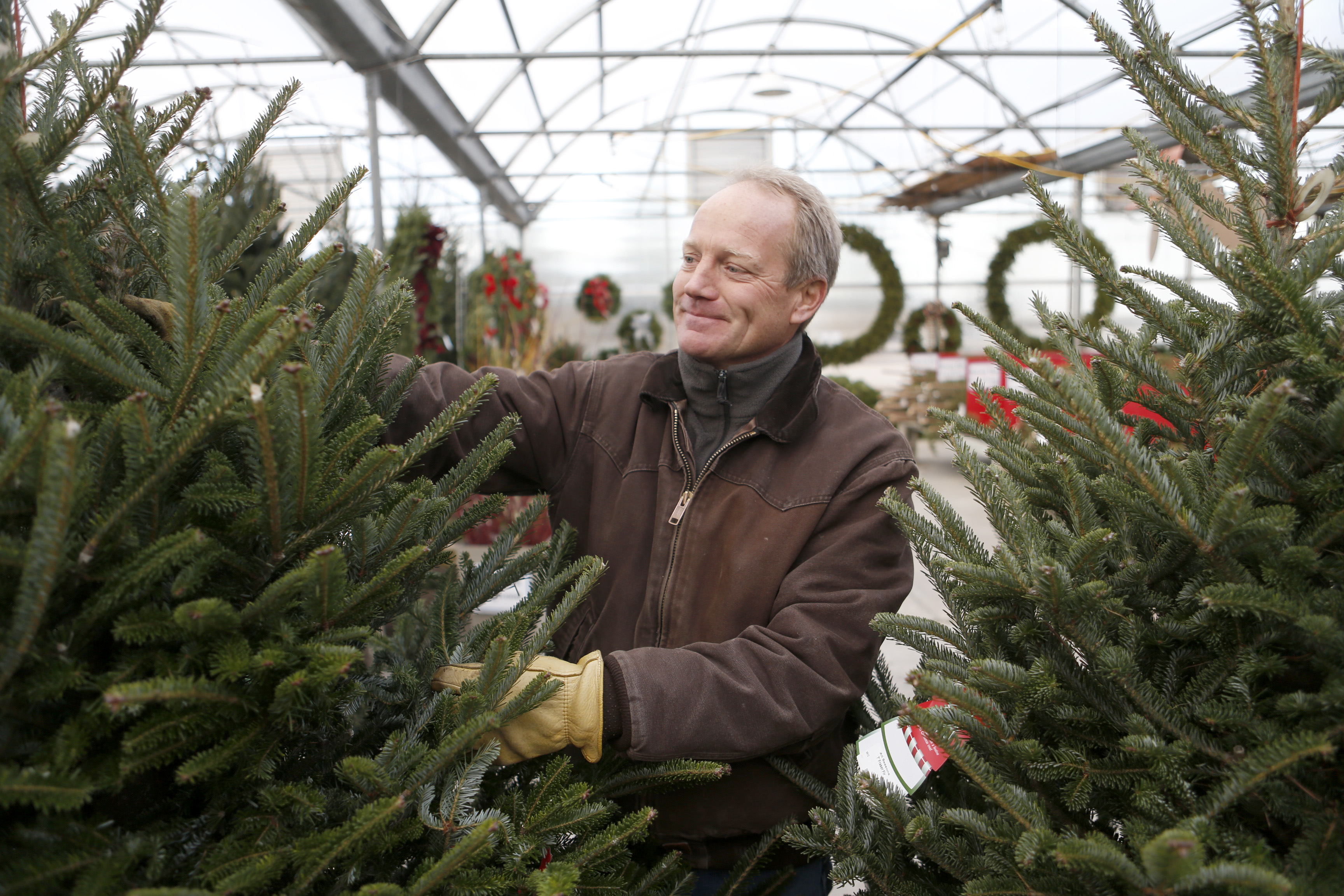 Thin tidings: Christmas tree supply tightening as demand increases - Vimarsana News