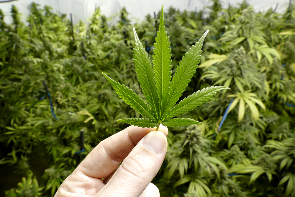 Fewer than 50 South Dakotans eligible for Biden marijuana pardon since 1992, data show - Vimarsana News