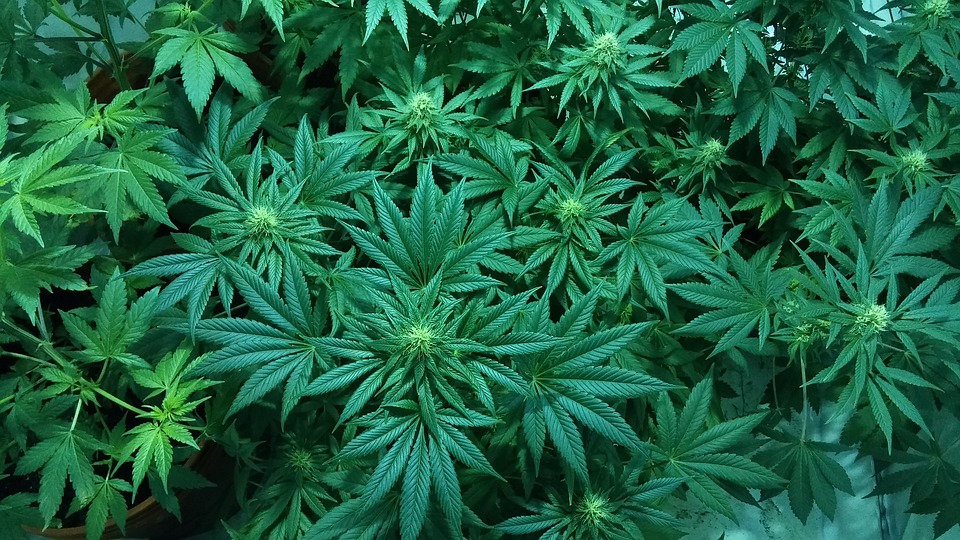 Plain Talk: A new campaign to legalize marijuana in North Dakota - Vimarsana News