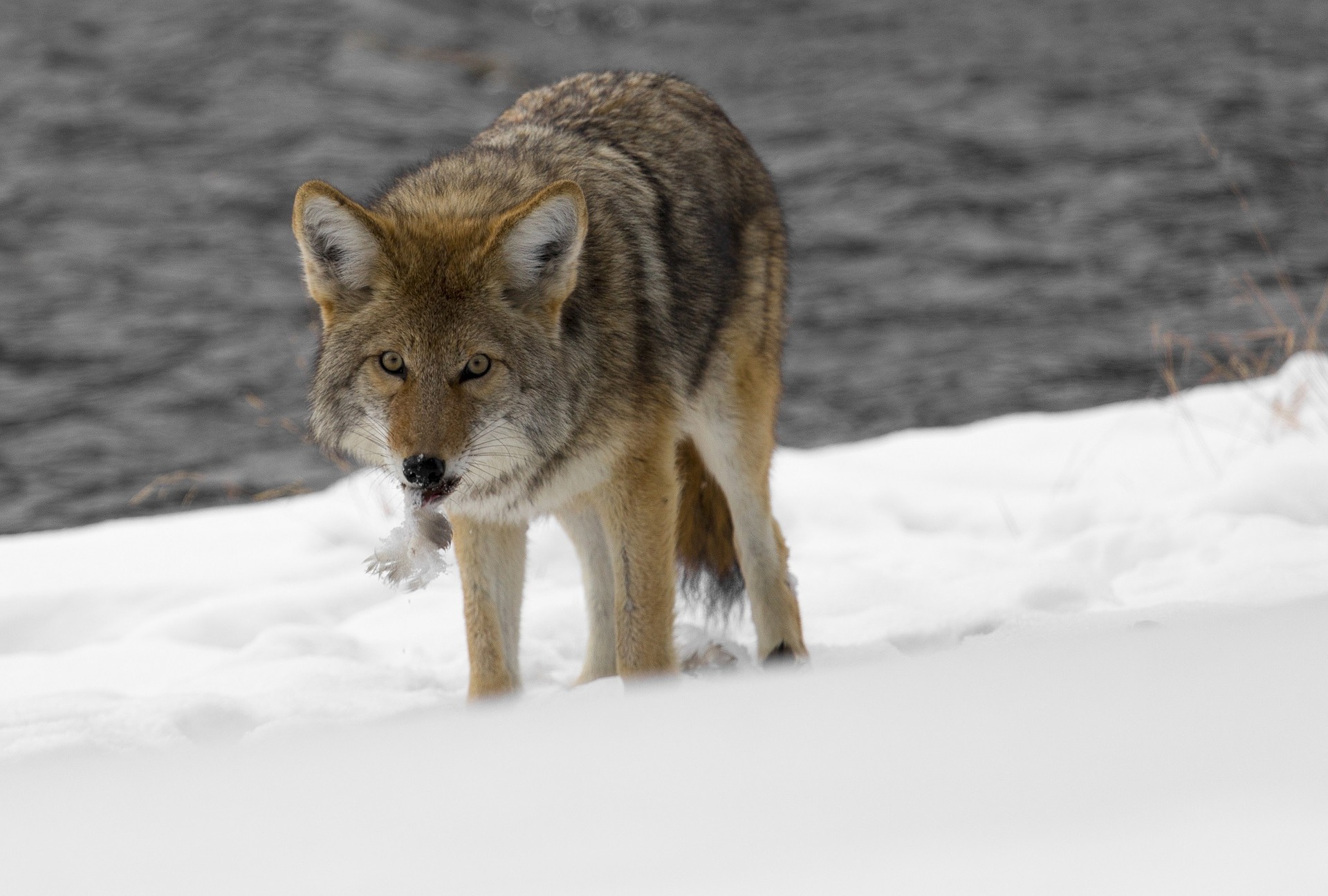 South Dakota bill wants to spend $300,000 on 'aerial predator' hunting of rising coyote population - Vimarsana News