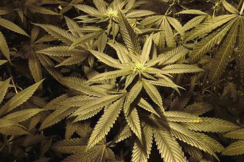What does Biden's marijuana overhaul, pardons mean for MN, ND? - InForum | Fargo, Moorhead and West Fargo news, weather and sports - Vimarsana News