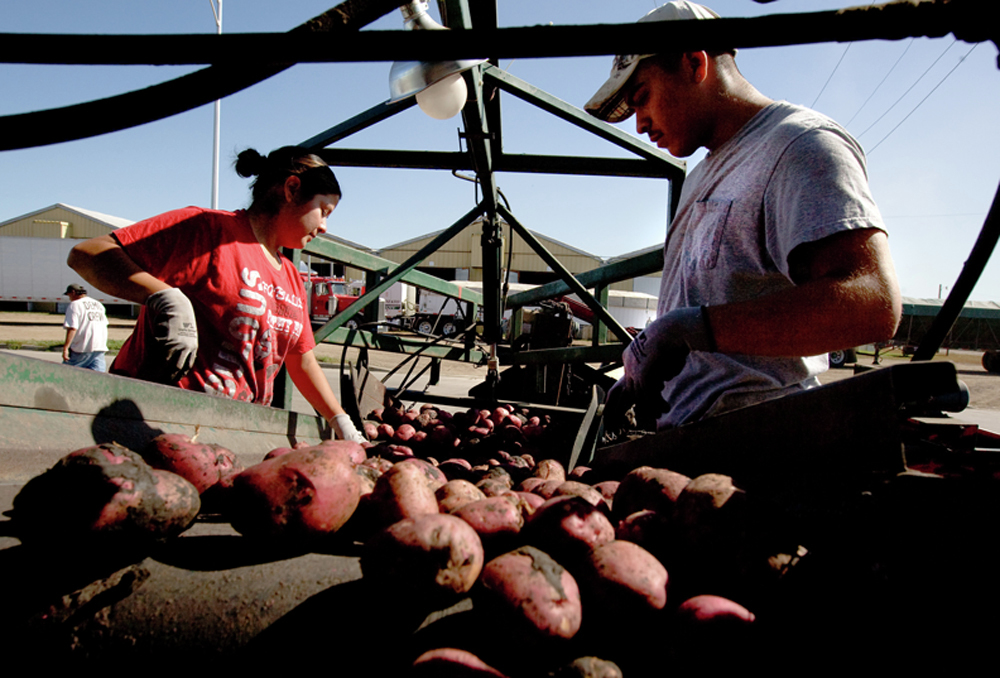 Potatoes as a grain? Tasty tubers again the target of reclassification topic - Vimarsana News