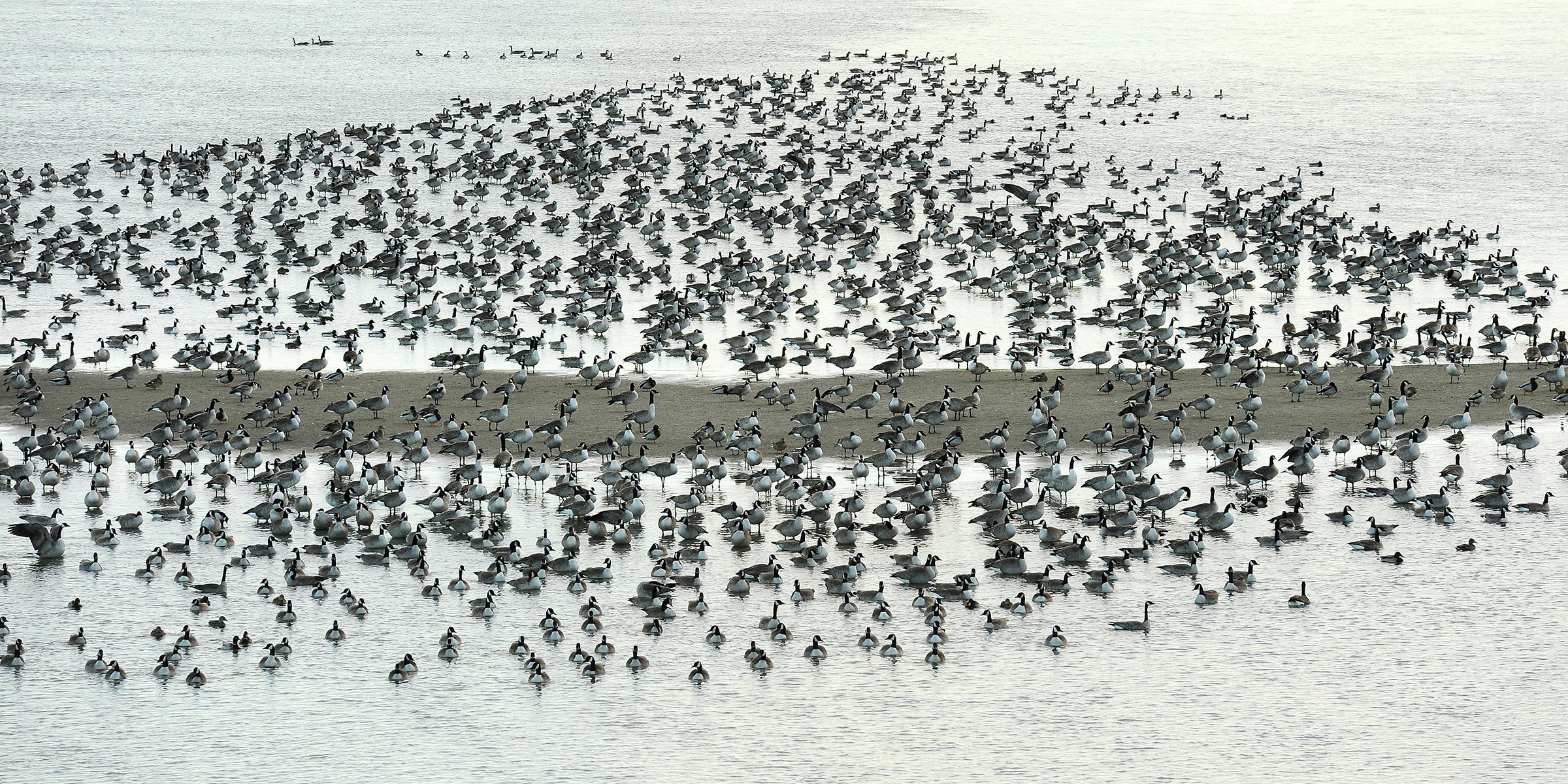 Midwinter survey tallies fewer Canada geese, mallards in North Dakota - Vimarsana News