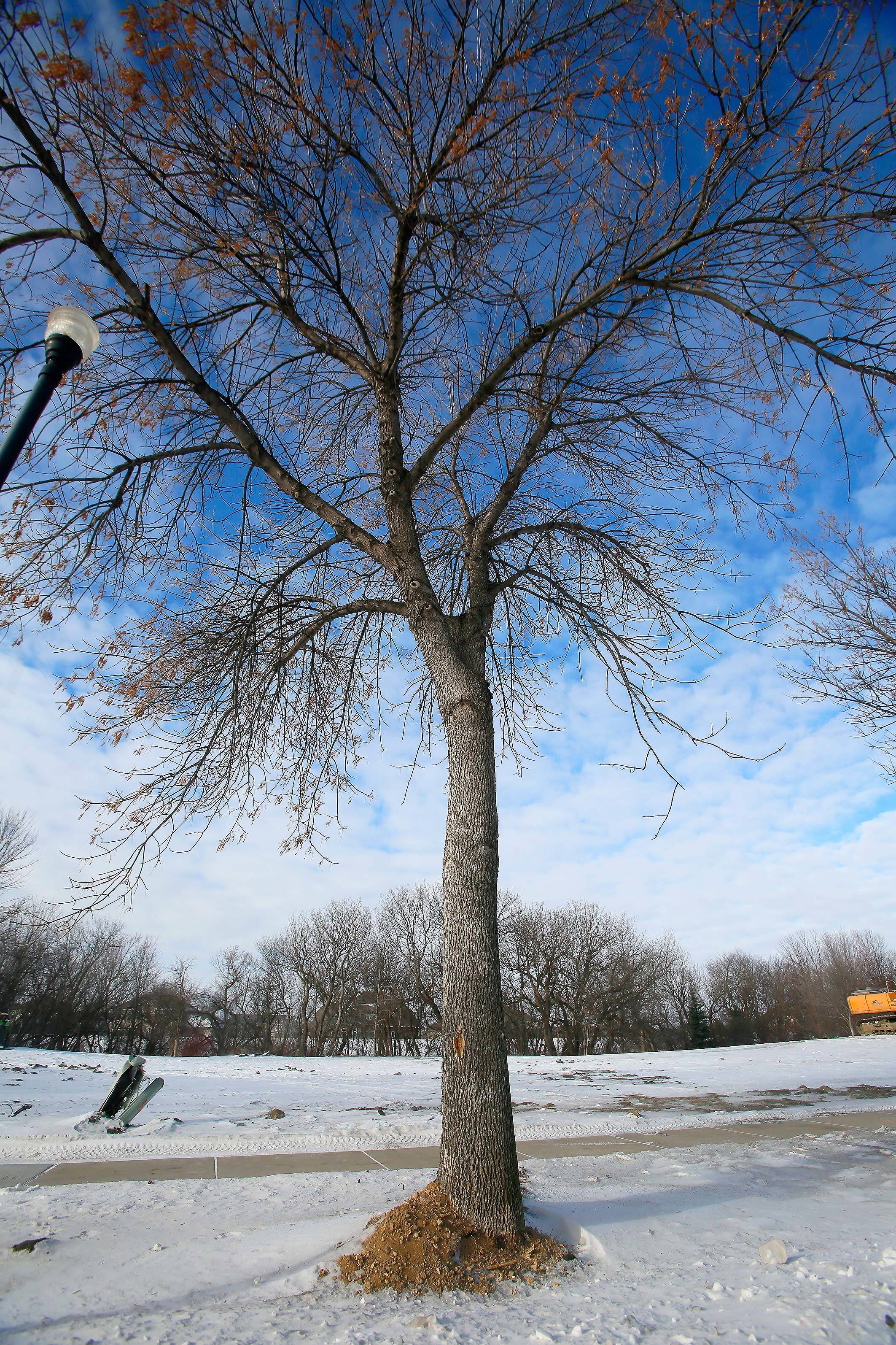 Insect that kills ash trees found in Moorhead for the first time - Vimarsana News