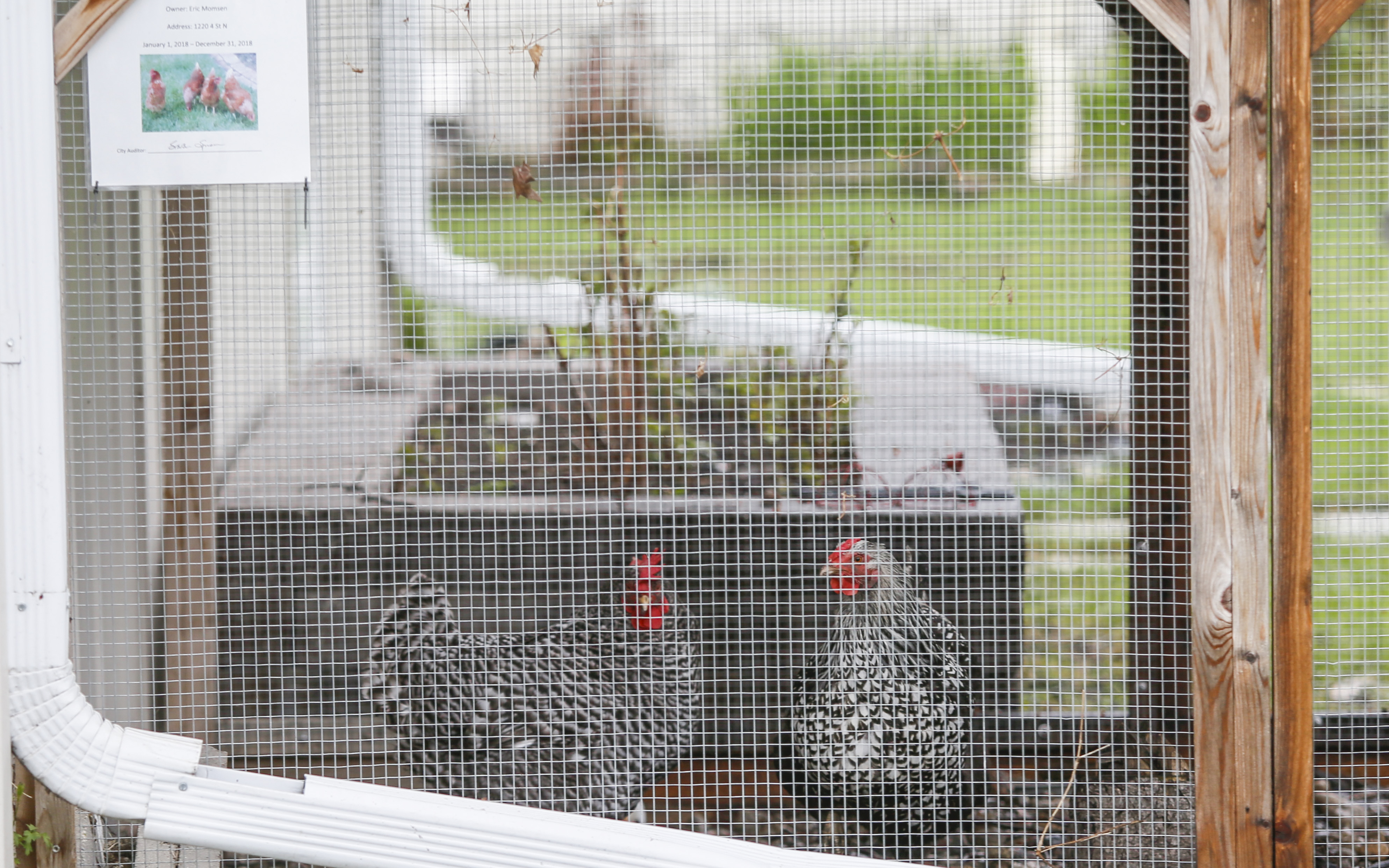 West Fargo seeks input on allowing backyard chickens - Vimarsana News