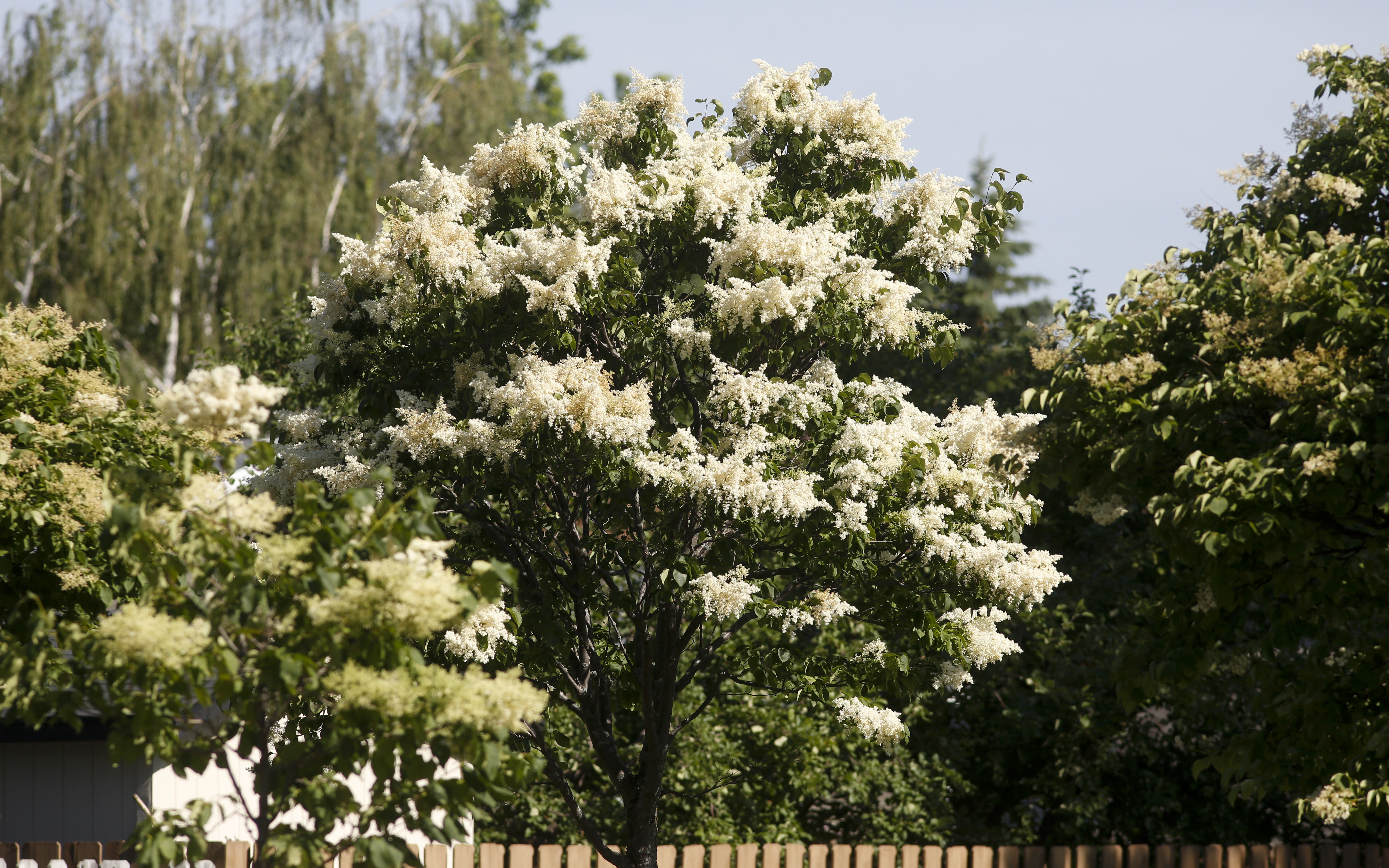 Fielding Questions: Best tree for mailbox island, leggy arborvitae hedge, poinsettia myth - Vimarsana News
