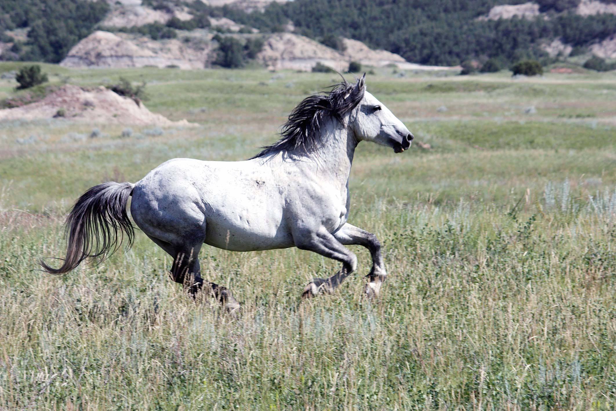 Birth control of horse herd could prevent roundups to thin herd - Vimarsana News