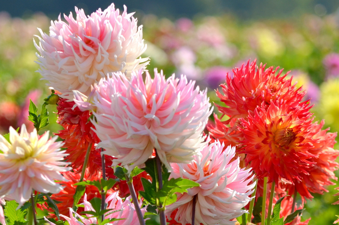 What driving the dahlia craze ? - InForum | Fargo , Moorhead and West Fargo news , weather and sports