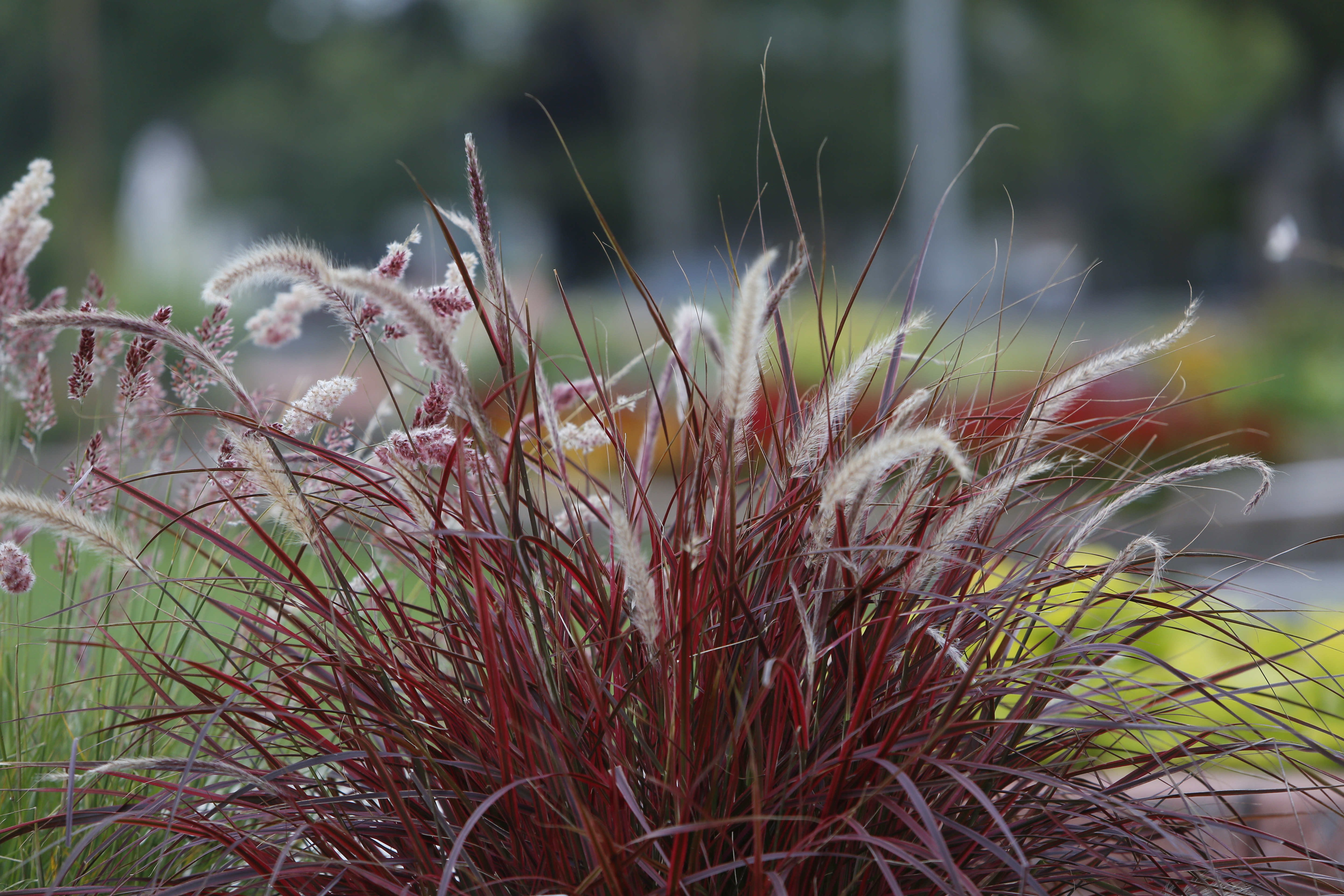Forum gardening columnist talks yard and garden trends for 2023 - Vimarsana News