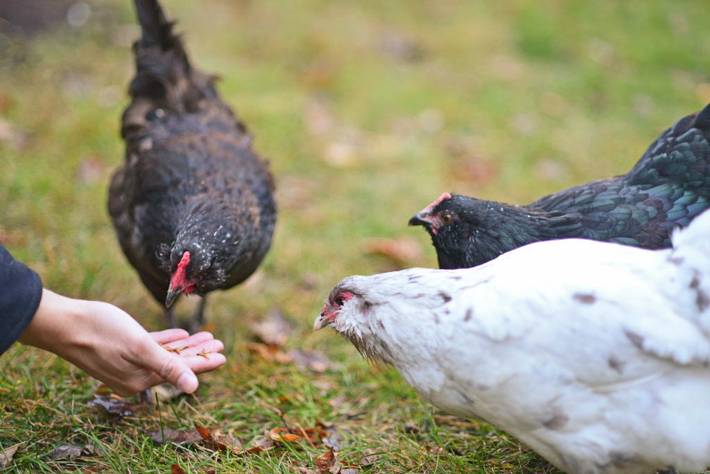 Backyard chickens come home to roost in Moorhead - Vimarsana News