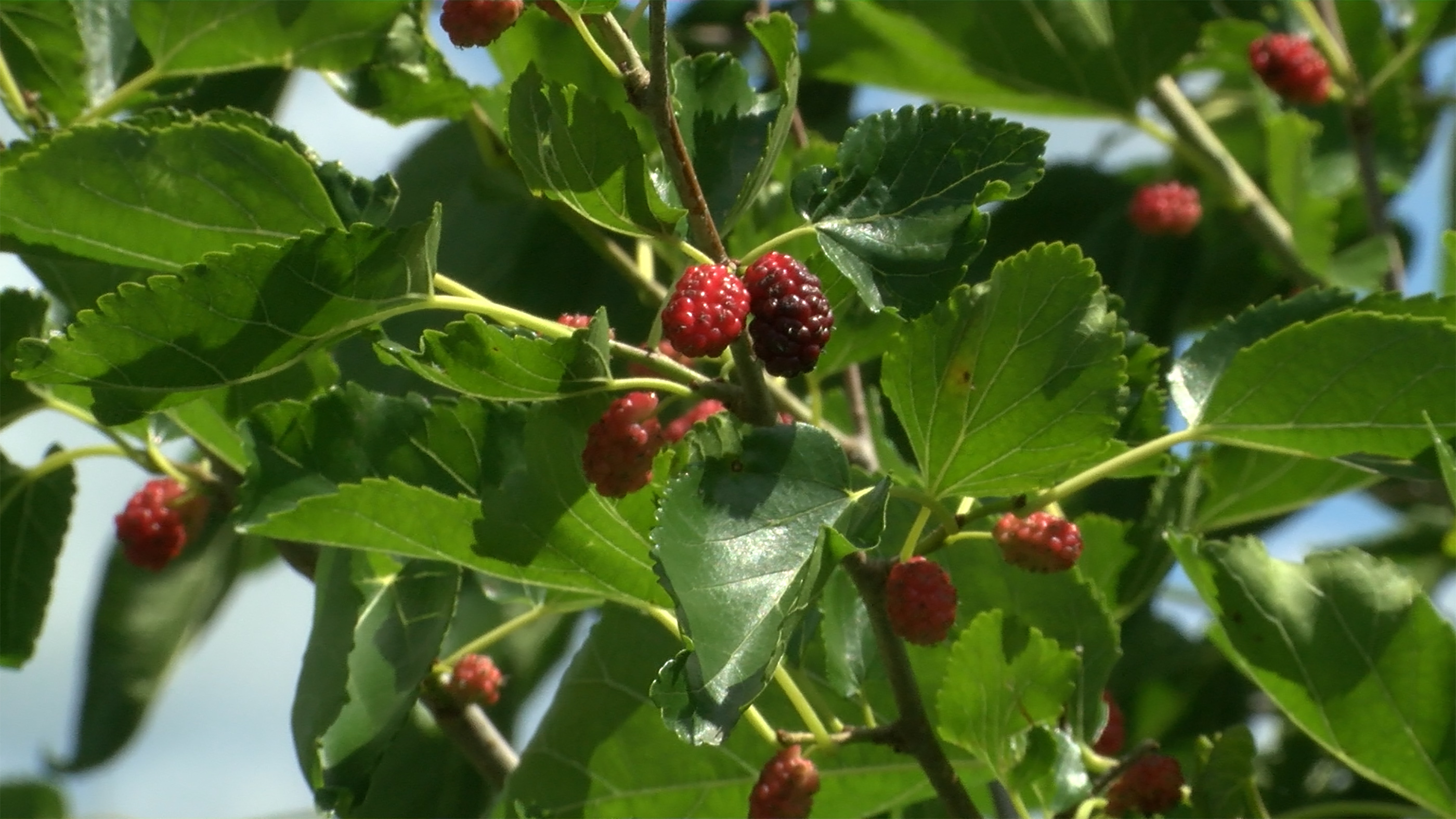 Special tree gives North Dakota a new fresh fruit option - Vimarsana News