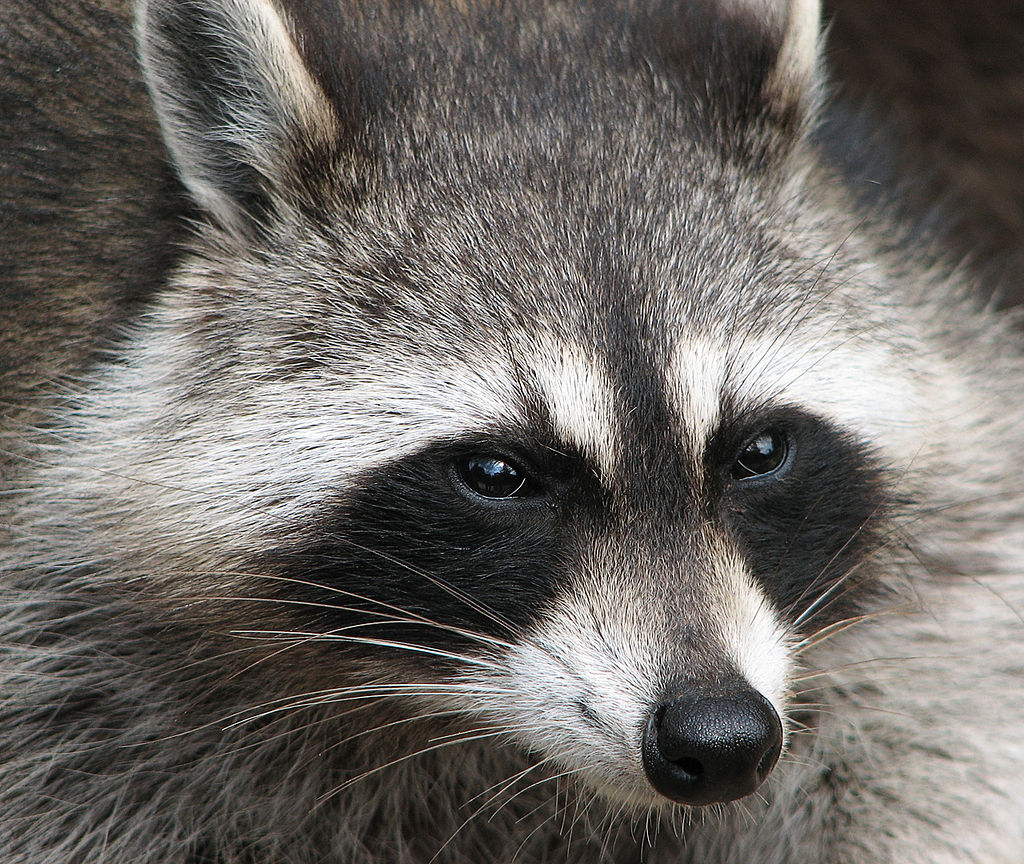 Health officials issue rabies warning after raccoon visits North Dakota bar - Vimarsana News