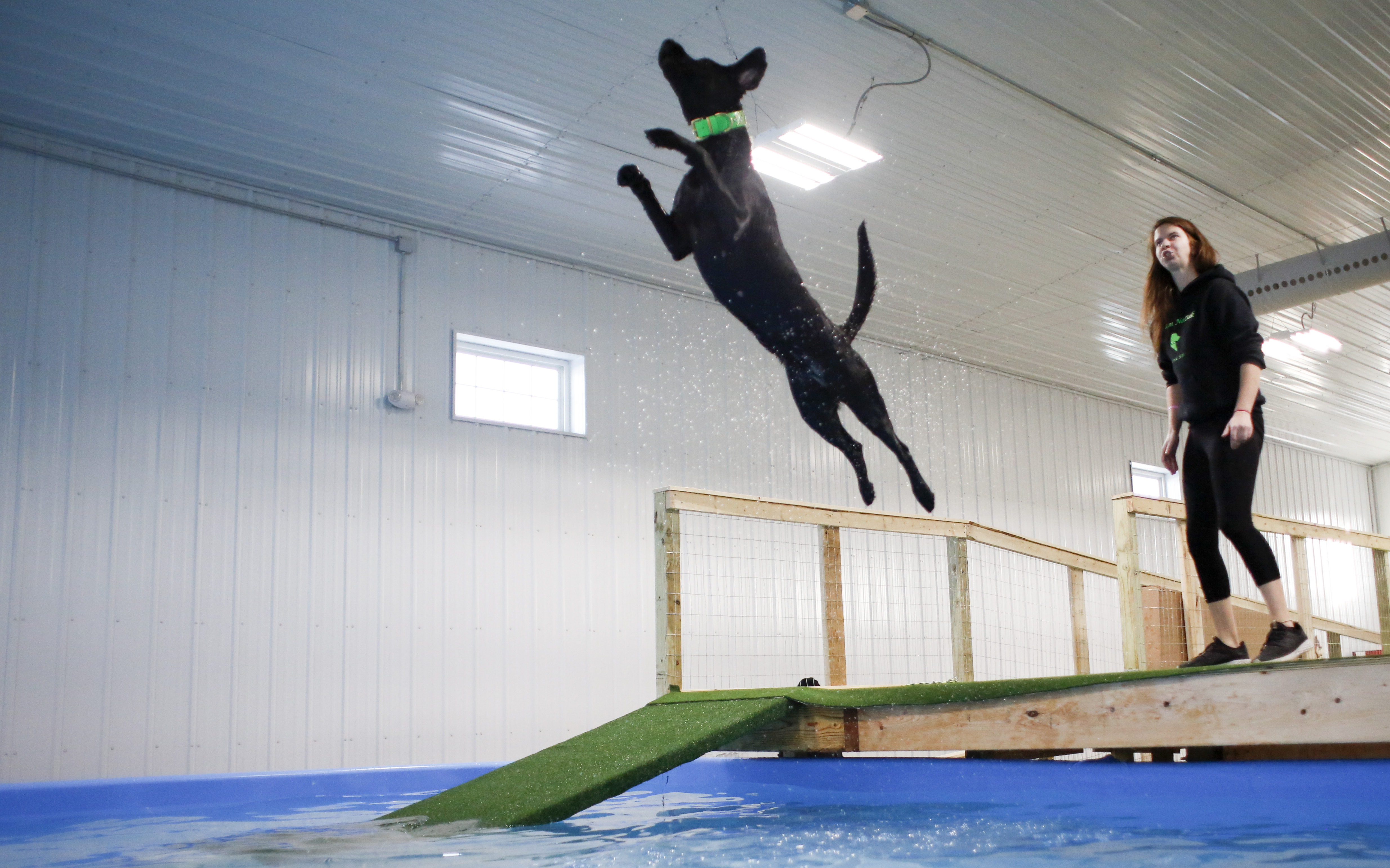 Rocket Dogs K9 Aquatics and Wellness being forced to close after losing lease on its south Fargo warehouse - Vimarsana News