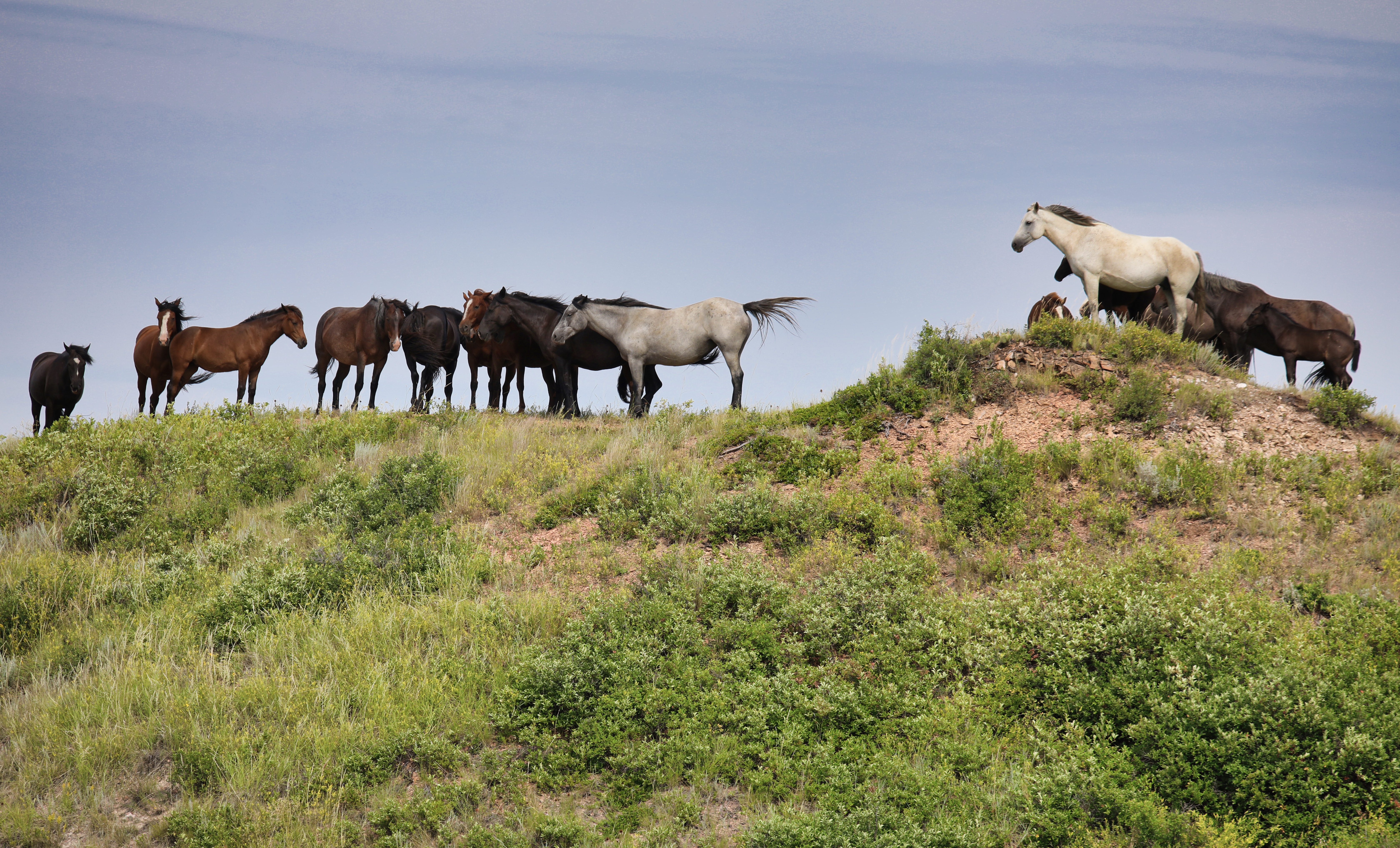 Letter: Horses must remain in Theodore Roosevelt National Park - Vimarsana News