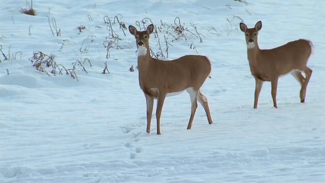 Minnesota farmers want help fending off voracious deer - Vimarsana News