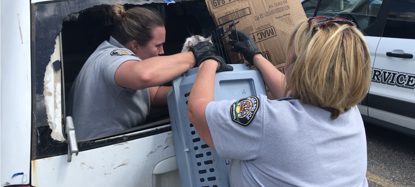 Owners who let pets illegally roam outside have F-M officers herding cats - Vimarsana News