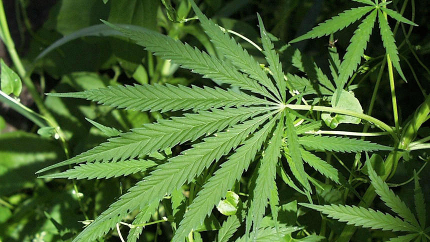 Fewer than 25 North Dakotans eligible for Biden marijuana pardon since 1992, data show - Vimarsana News