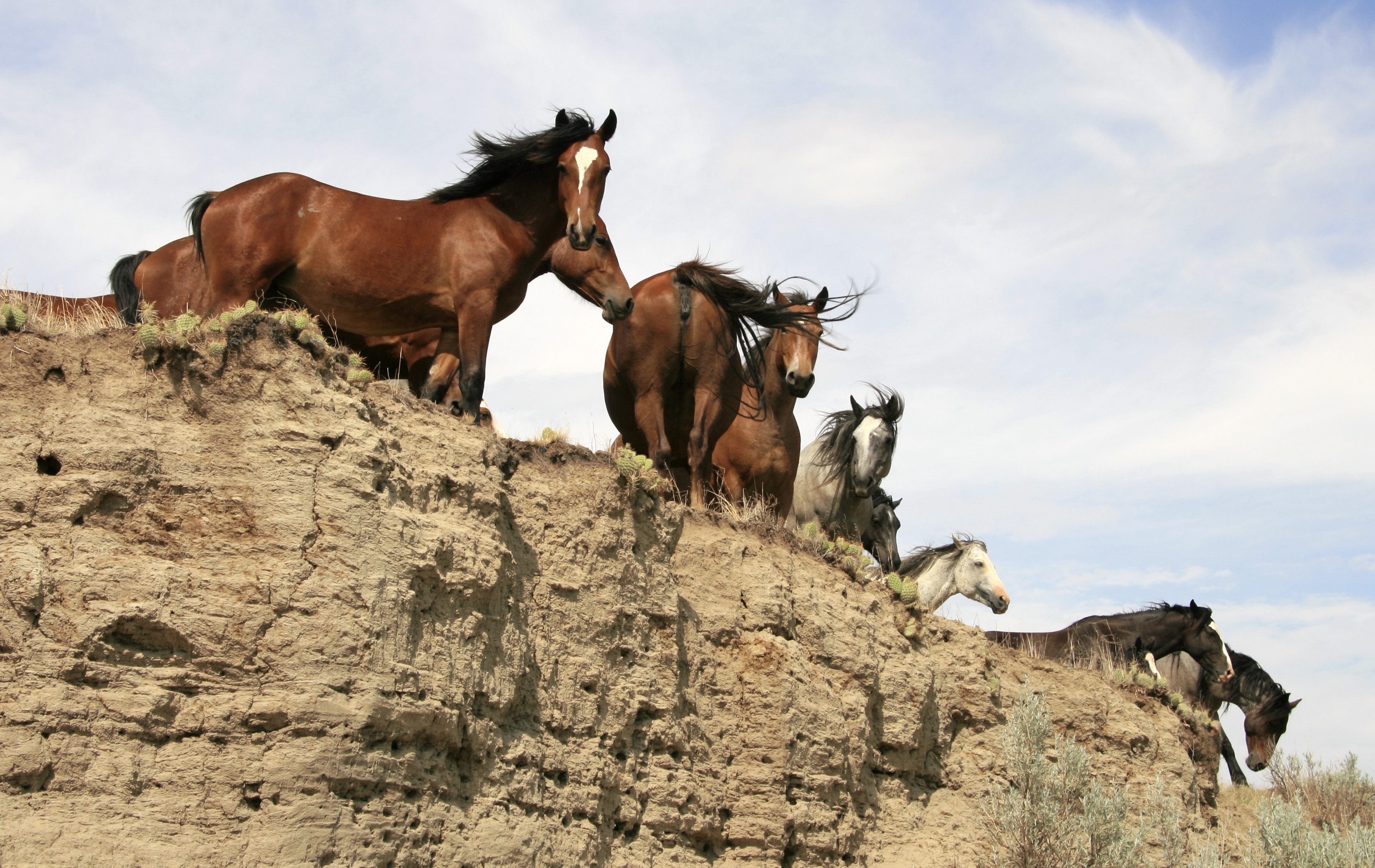 Plans for wild horse herd at Theodore Roosevelt National Park range from no change to no horses - Vimarsana News