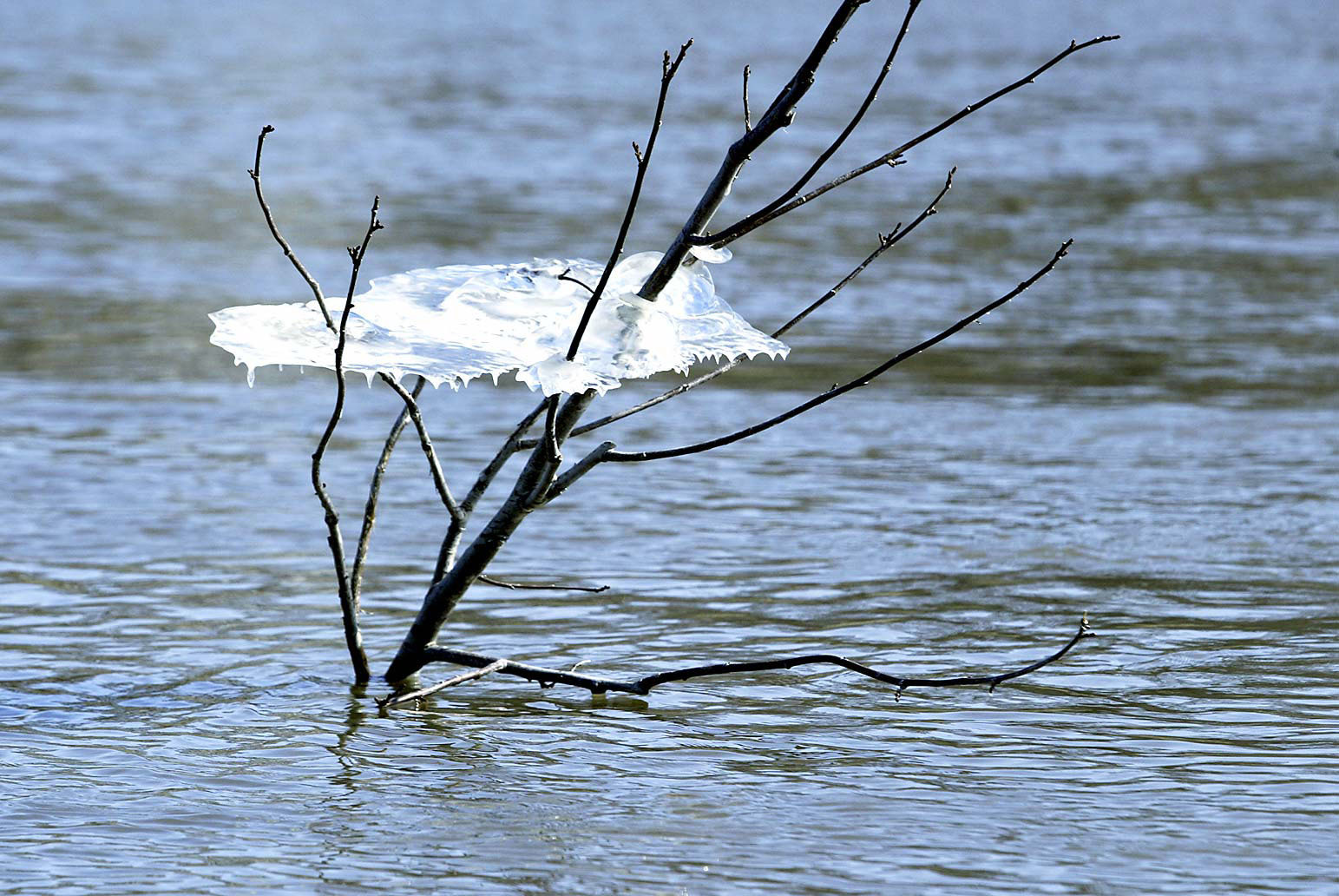 5 things to know today: Northern flooding, Fufeng plant, Gun trigger, Think tank, Growler bill - Vimarsana News