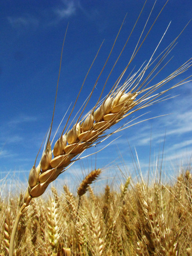 Wheat prices boom after Russian invasion of Ukraine - Vimarsana News